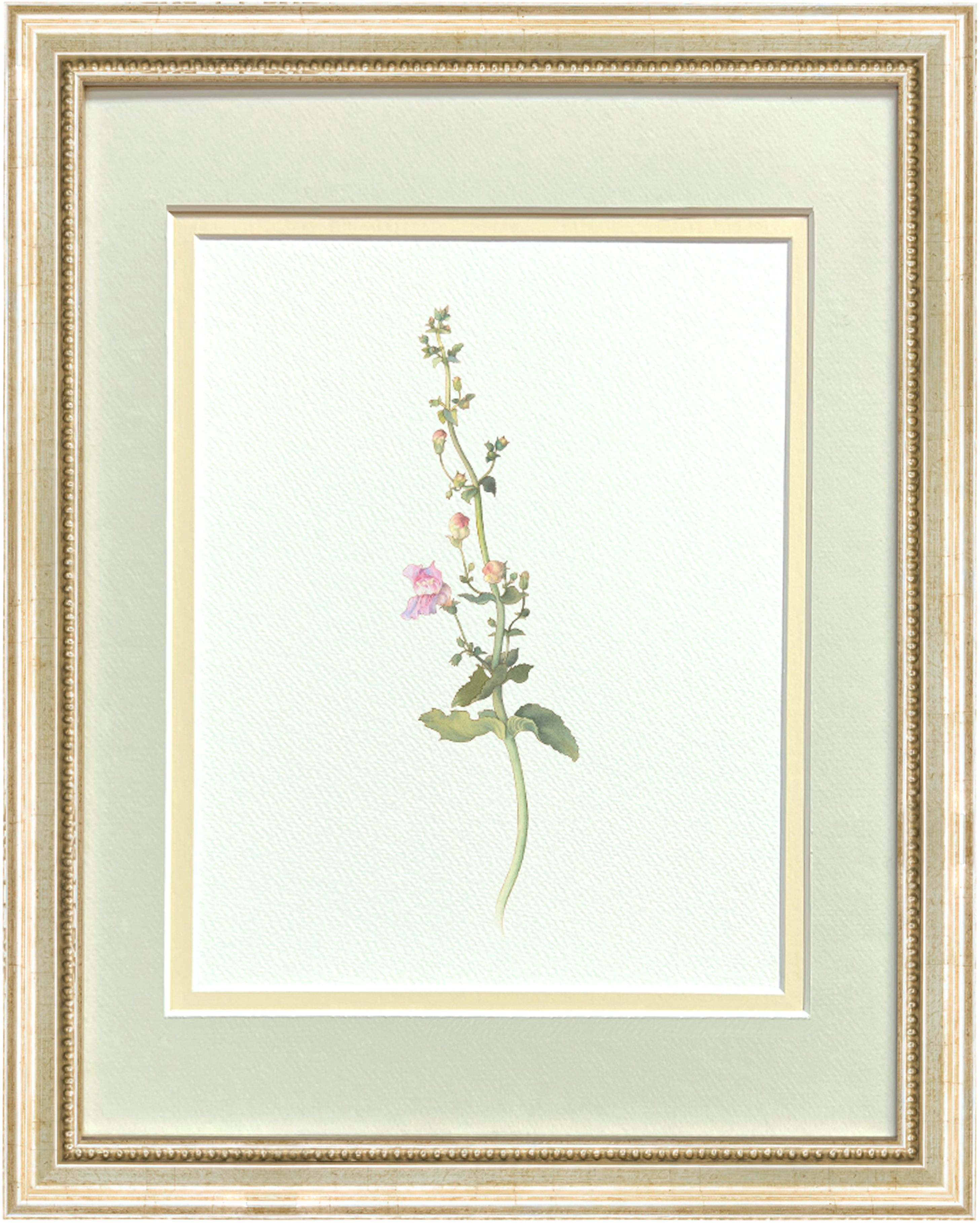 Watercolor Botanical Illustrations - Pink American Wildflower