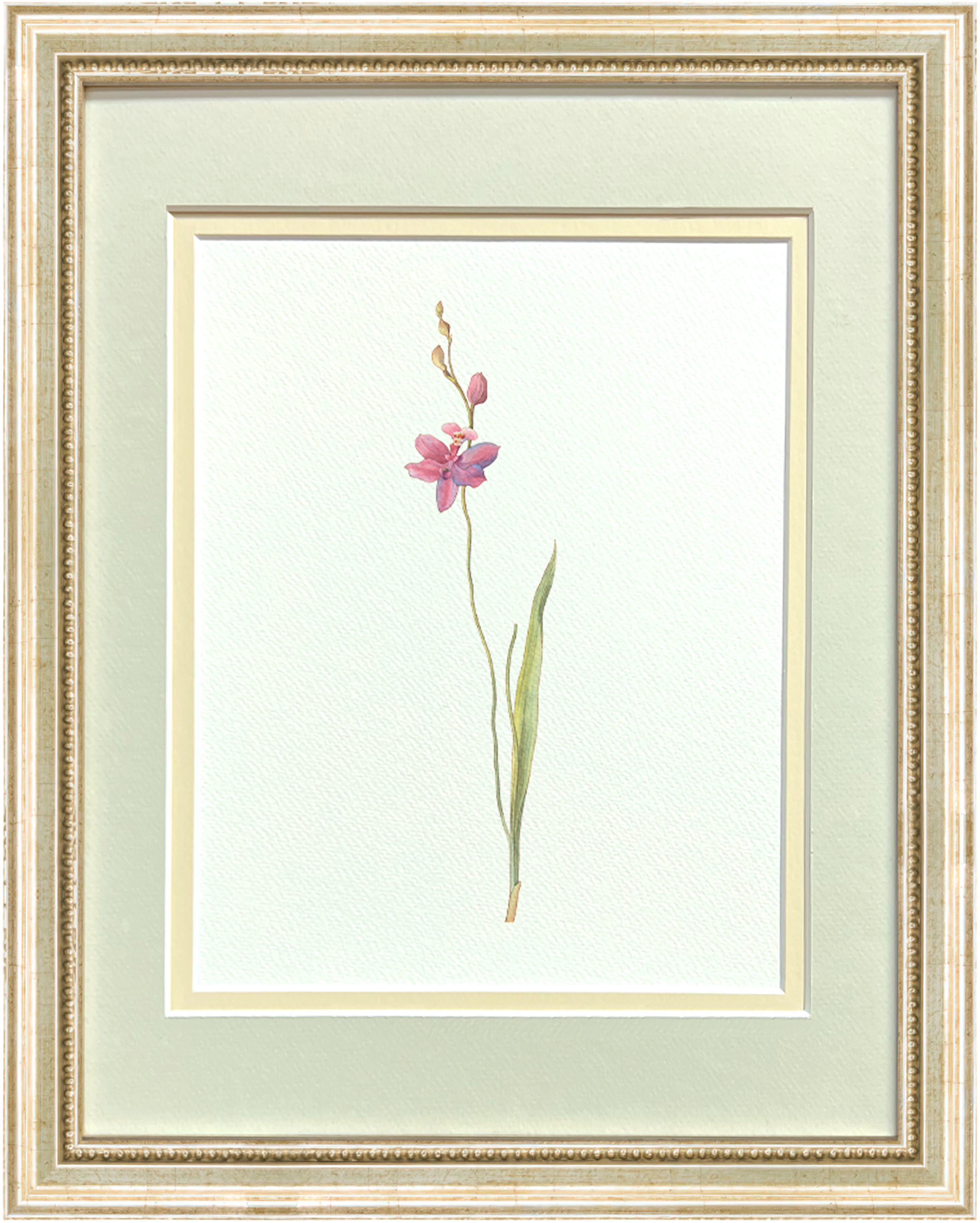 Watercolor Botanical Illustrations - Pink Orchid
