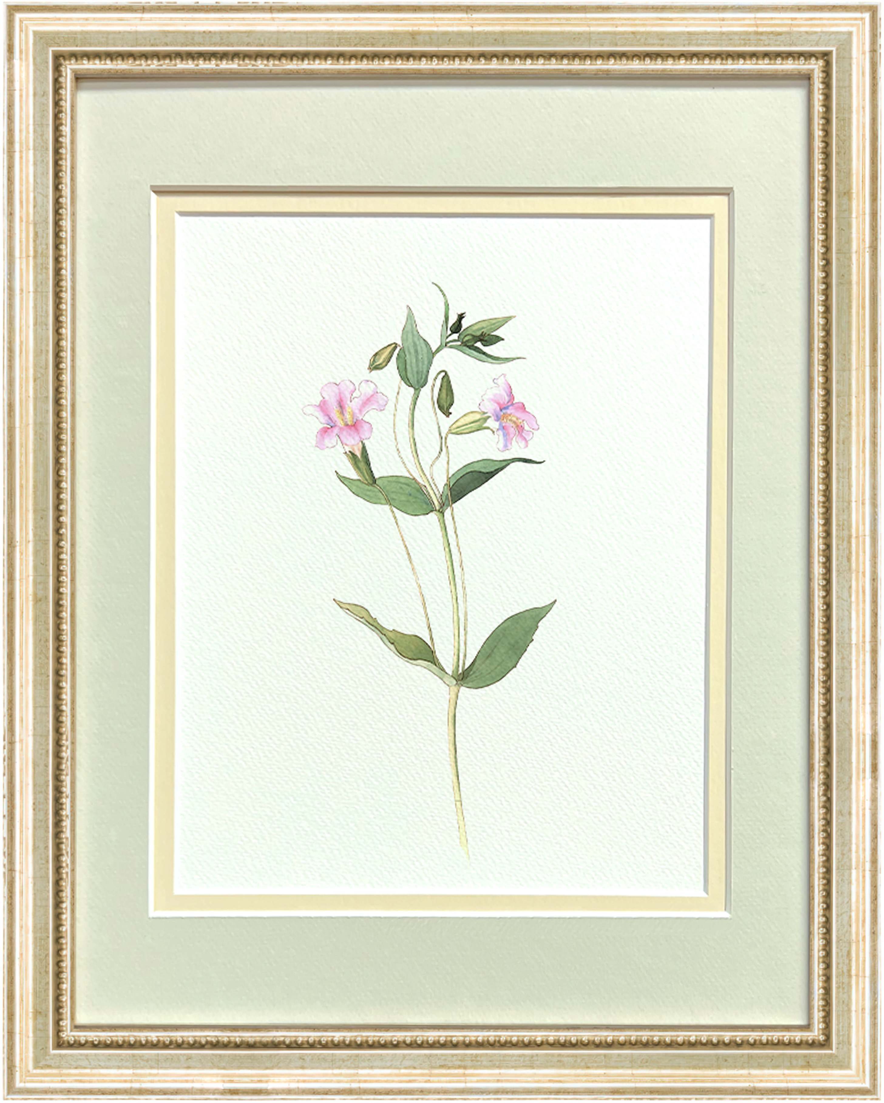 Watercolor Botanical Illustrations - Pink Monkey Flower