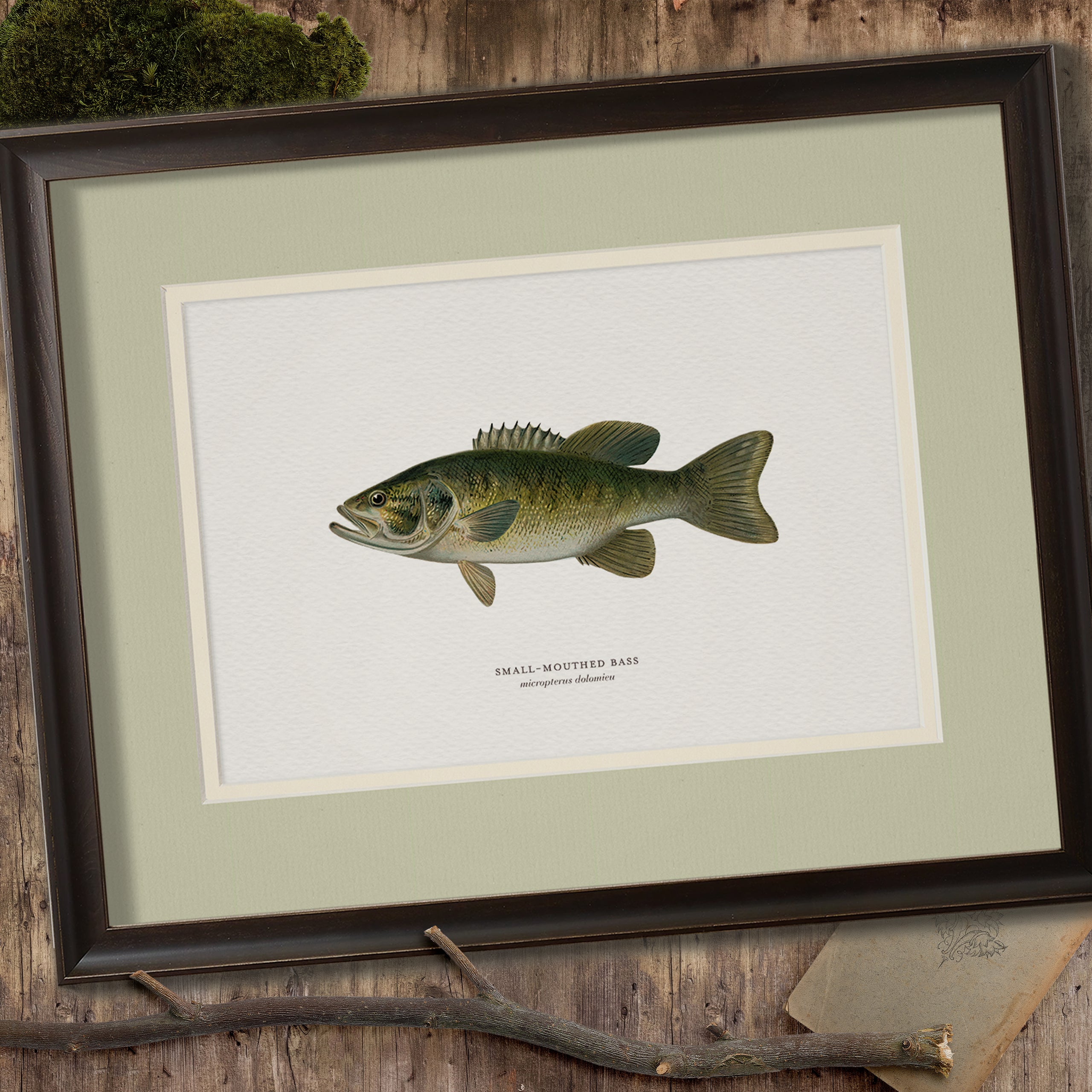 Freshwater Fish Illustrations - Small-Mouthed Bass