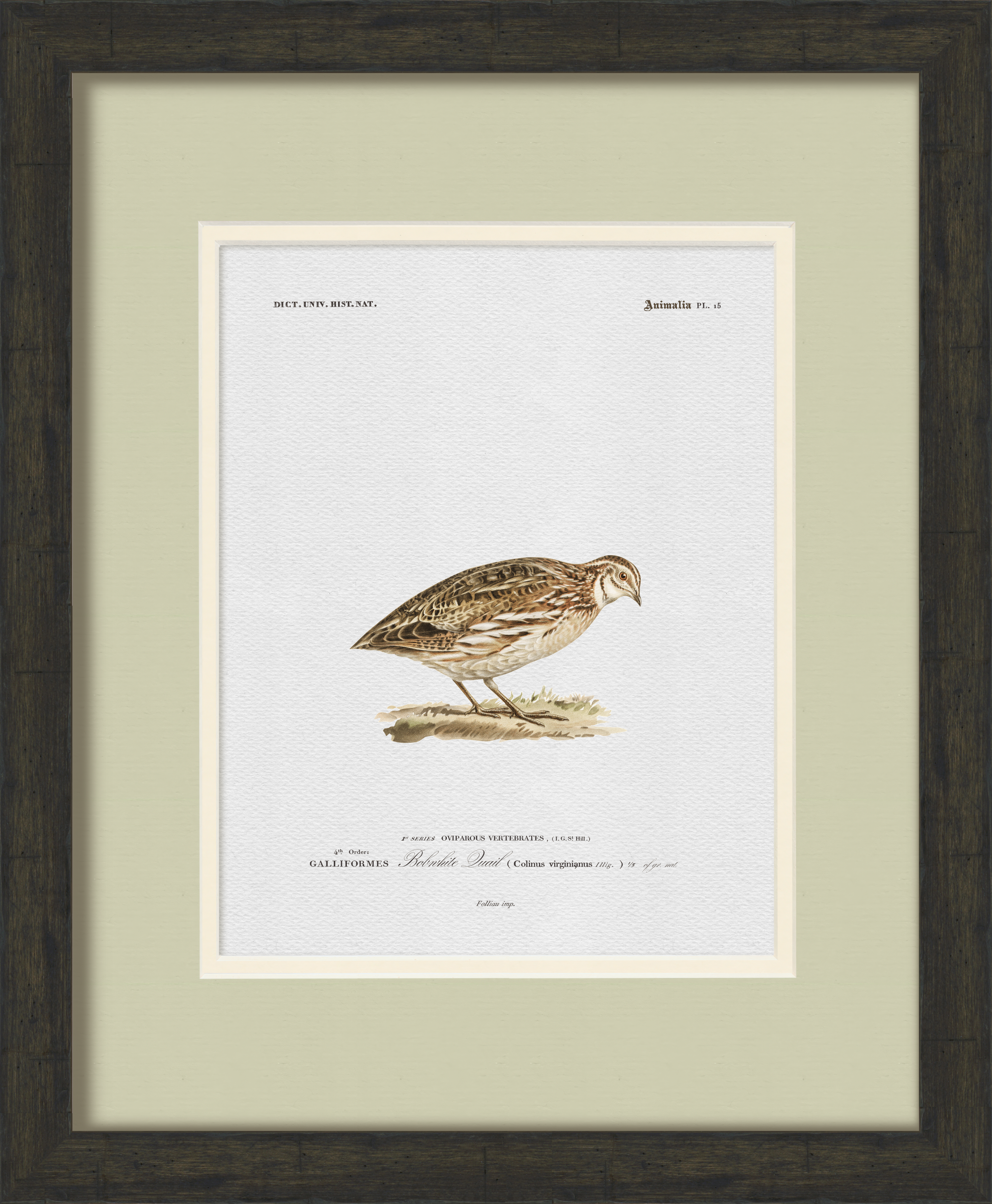 Vintage Game Bird Illustrations - Set of 6
