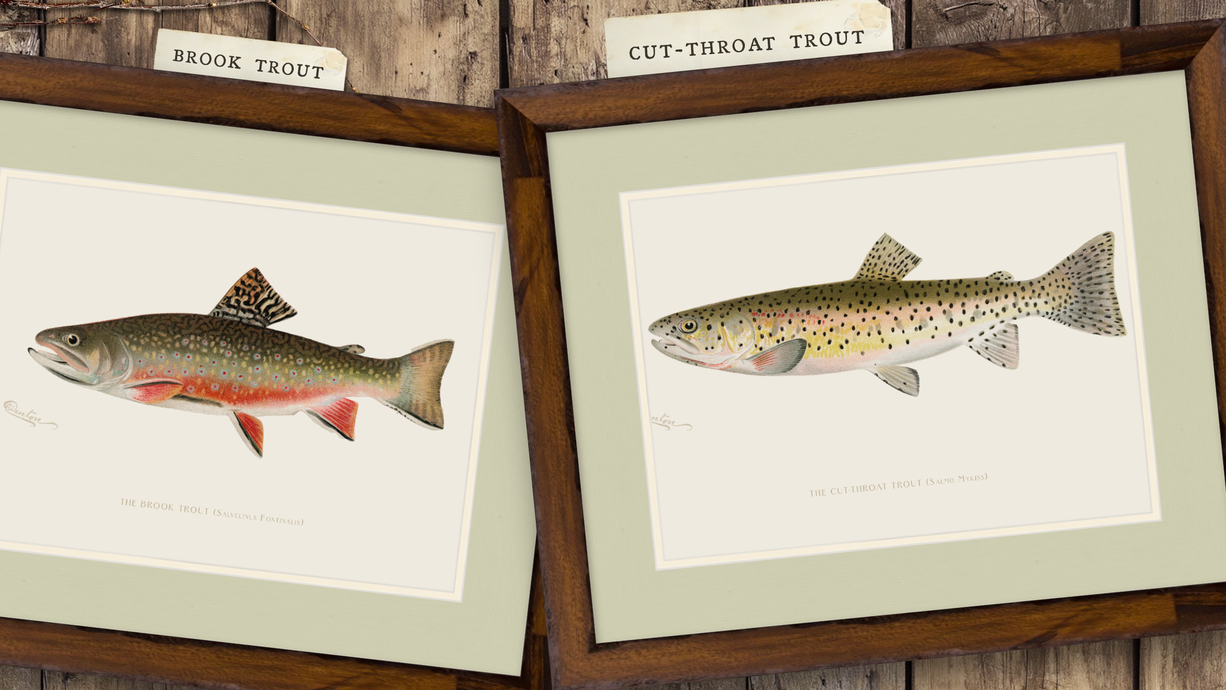 Freshwater Fish Illustrations - Brook Trout