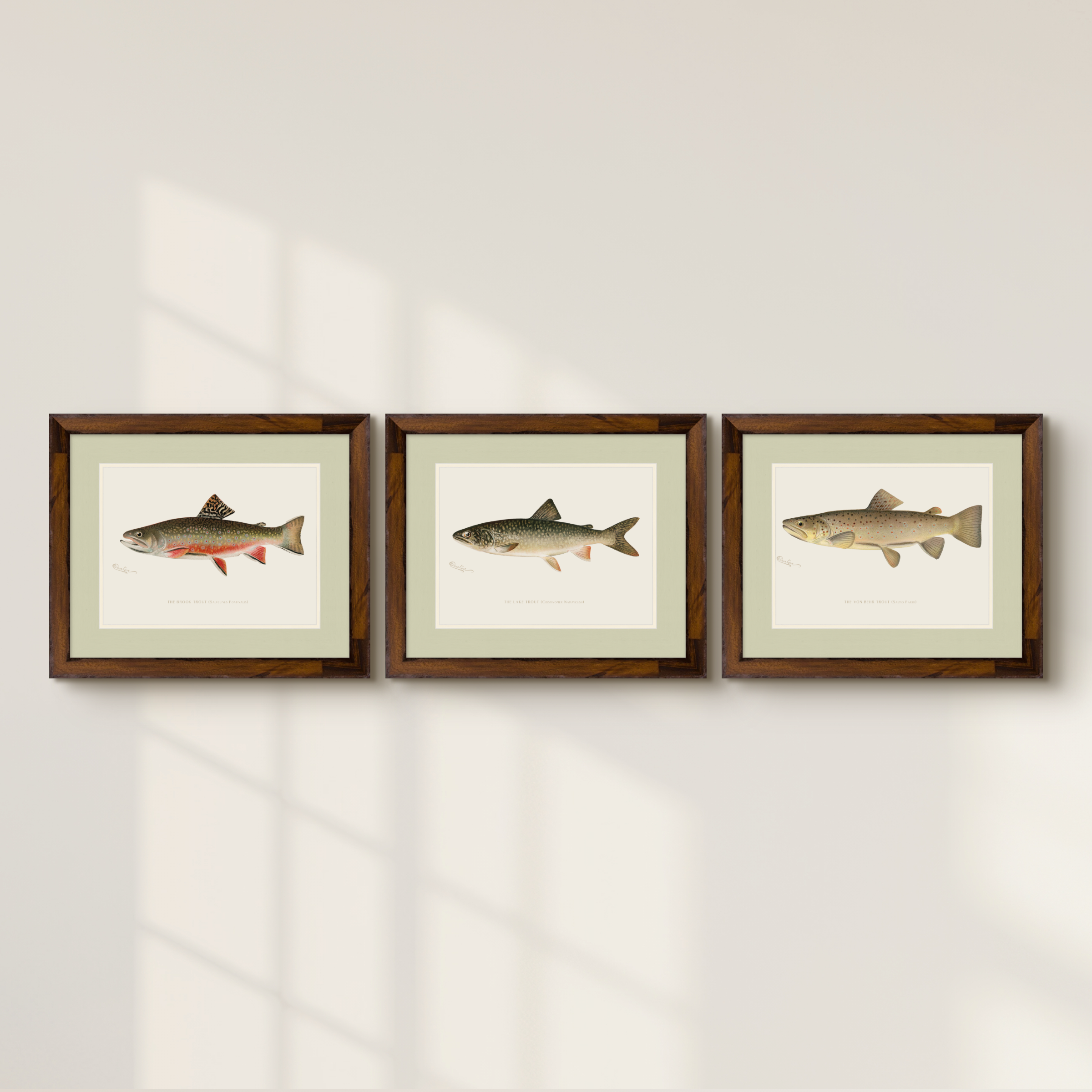 Freshwater Fish Illustrations - Lake Trout