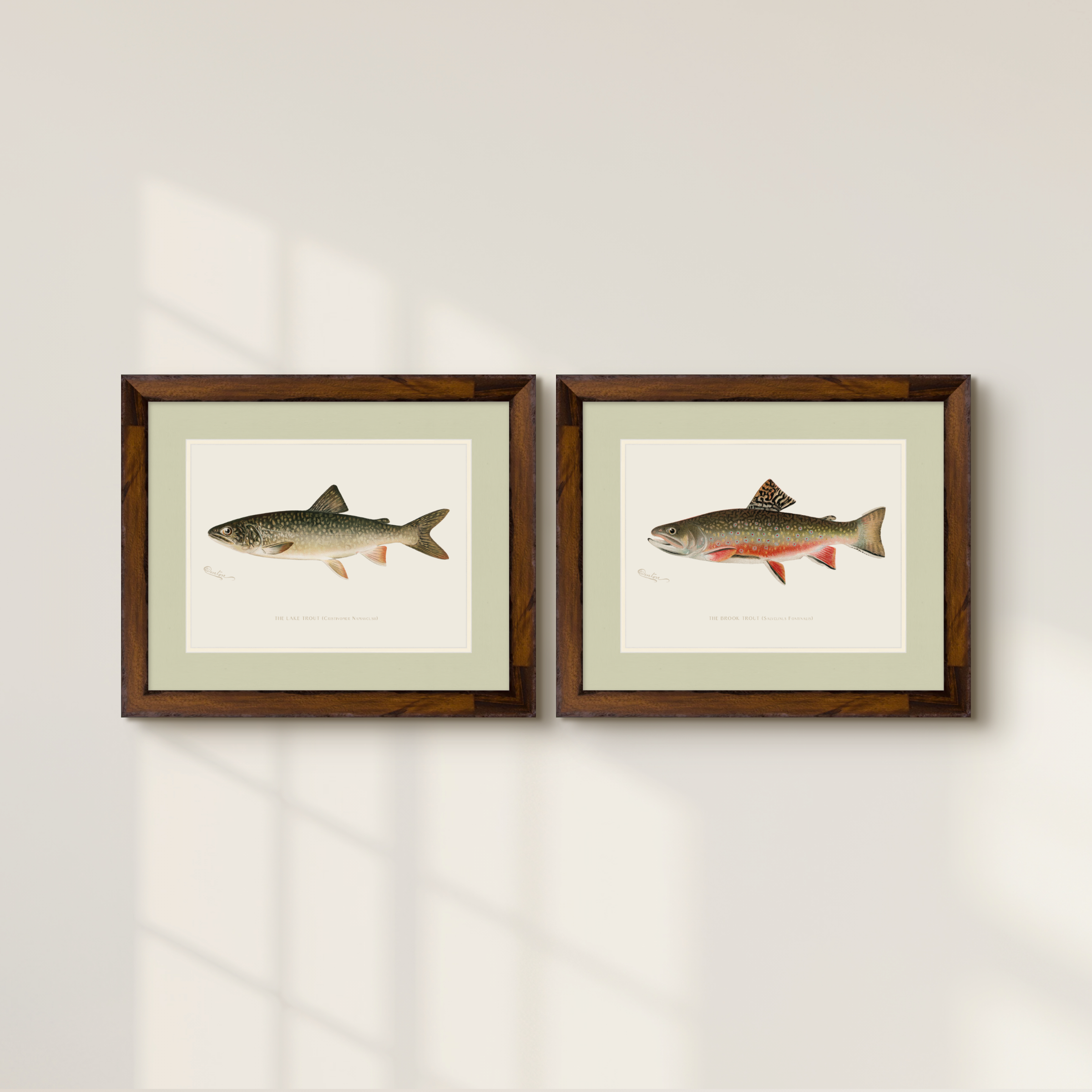 Freshwater Fish Illustrations - Brook Trout