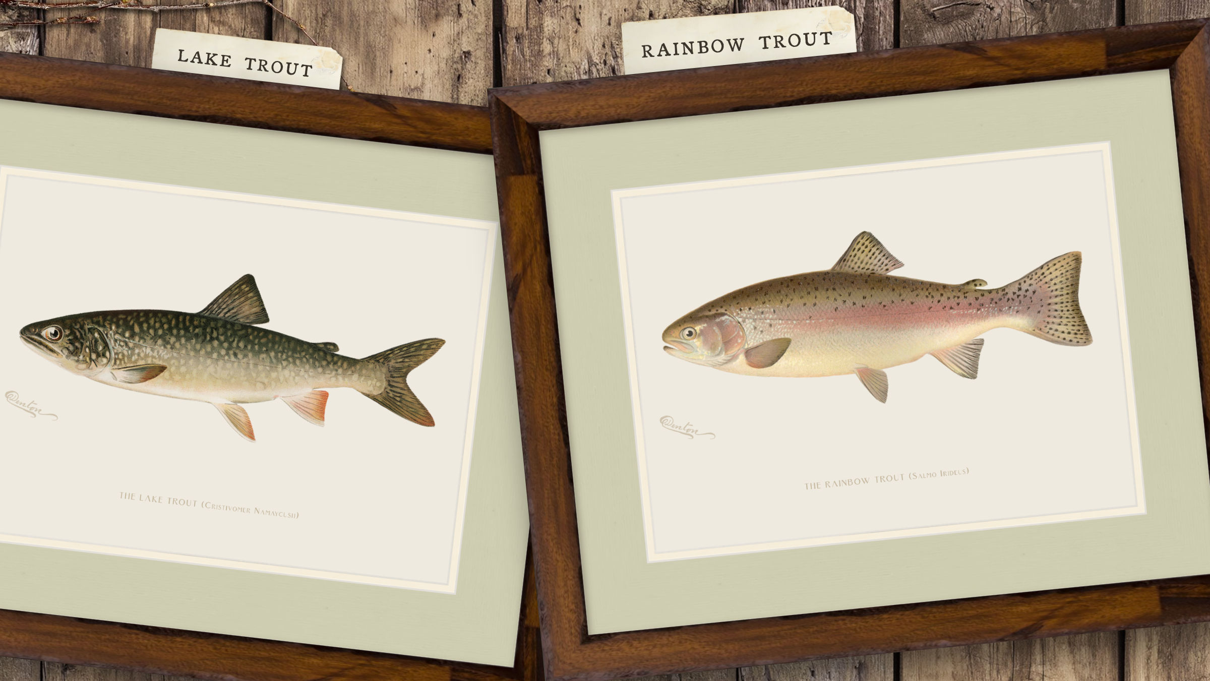 Freshwater Fish Illustrations - Rainbow Trout