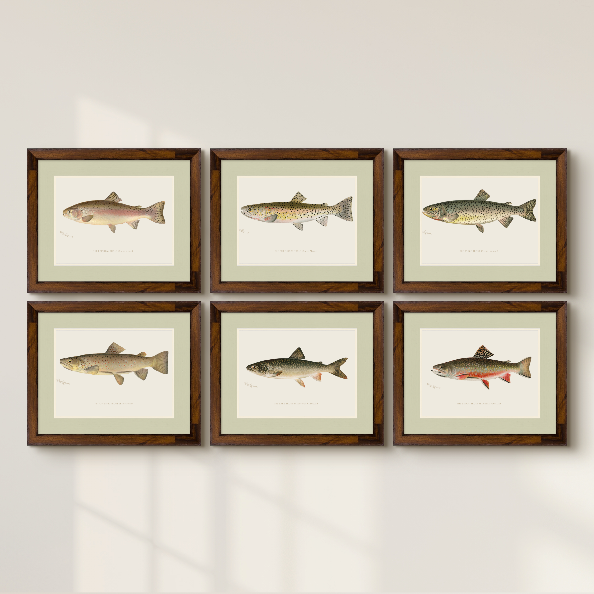 Freshwater Fish Illustrations - Cut-throat Trout