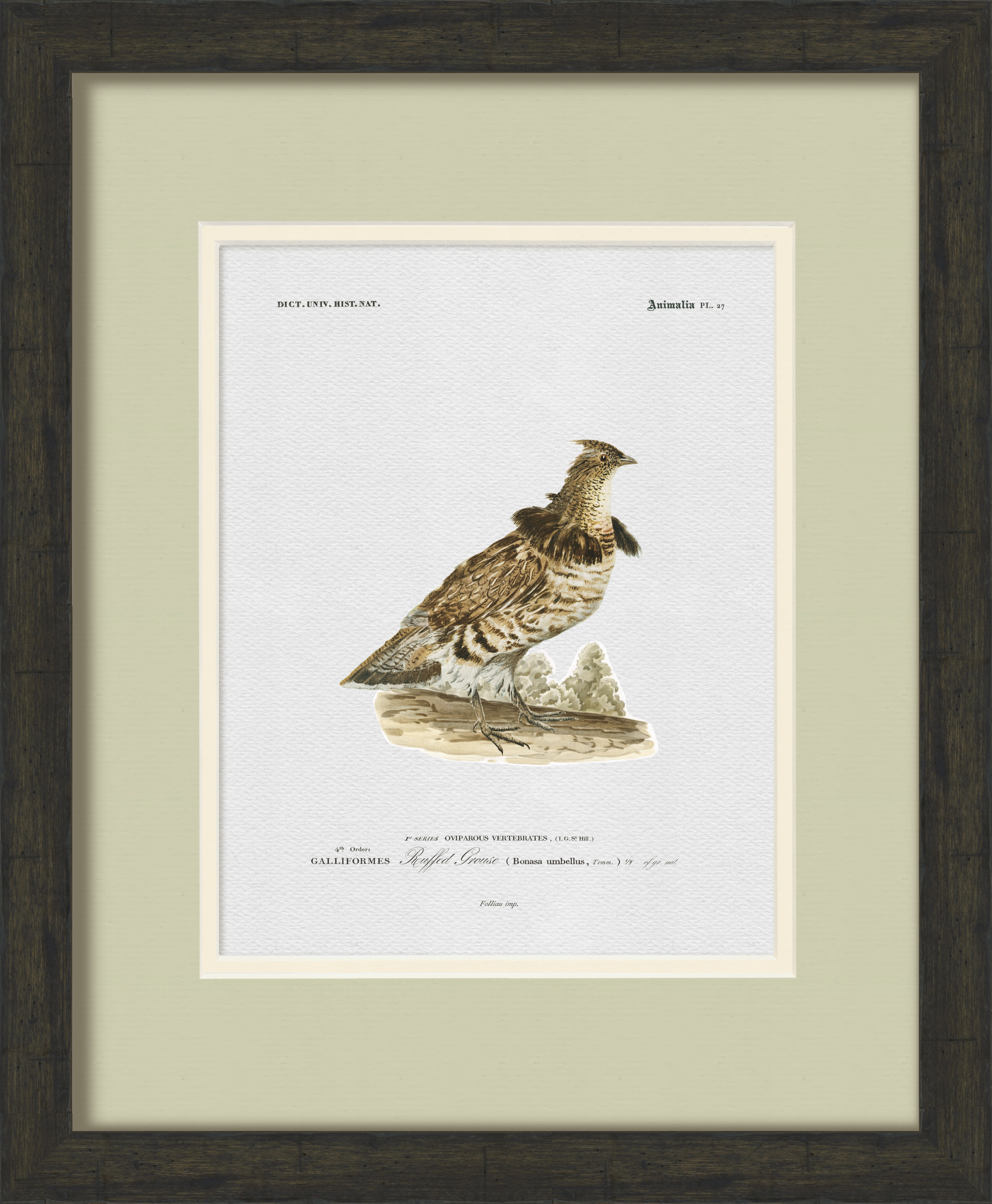 Vintage Game Bird Illustrations - Set of 6