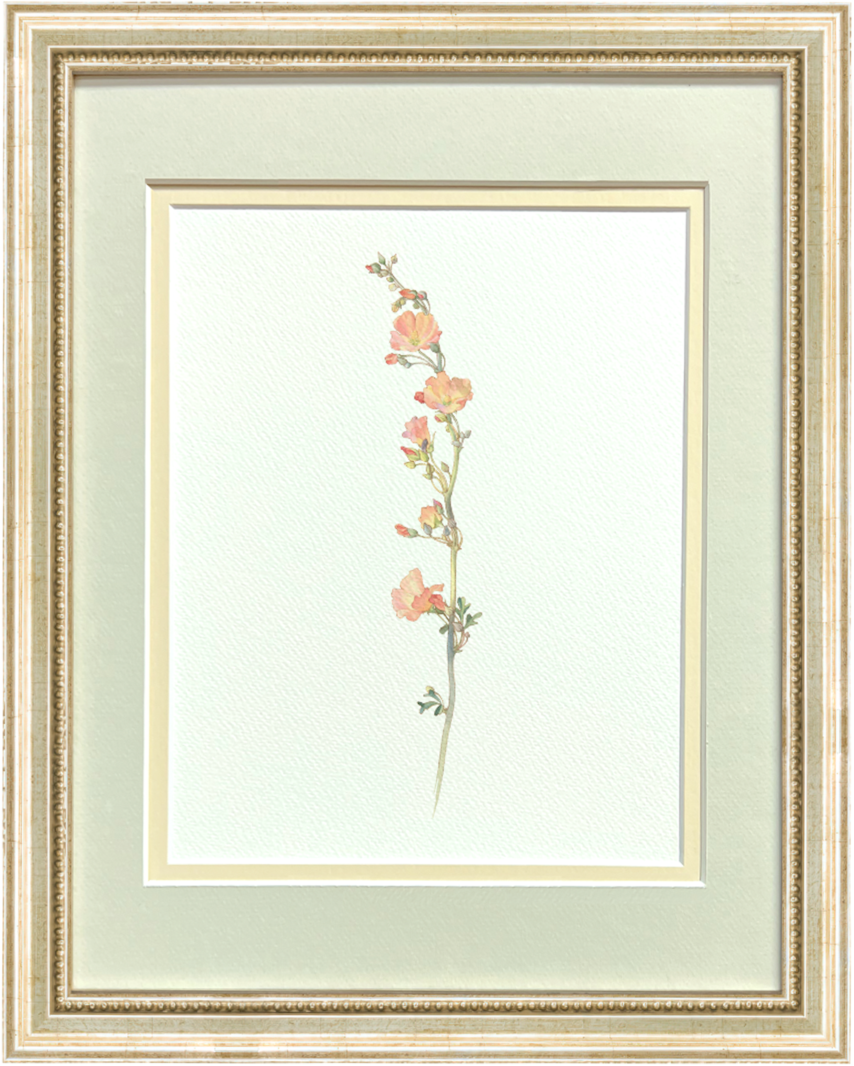 Watercolor Botanical Illustrations - Salmon Globe Mallow