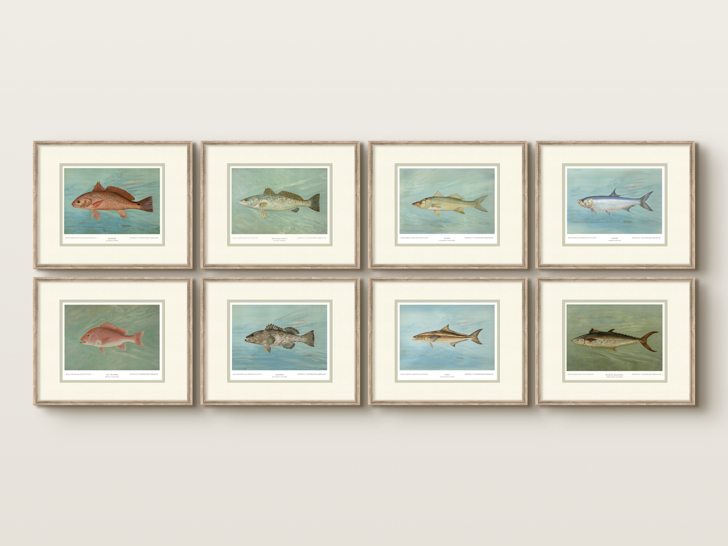 Saltwater Fish Illustrations - Cobia
