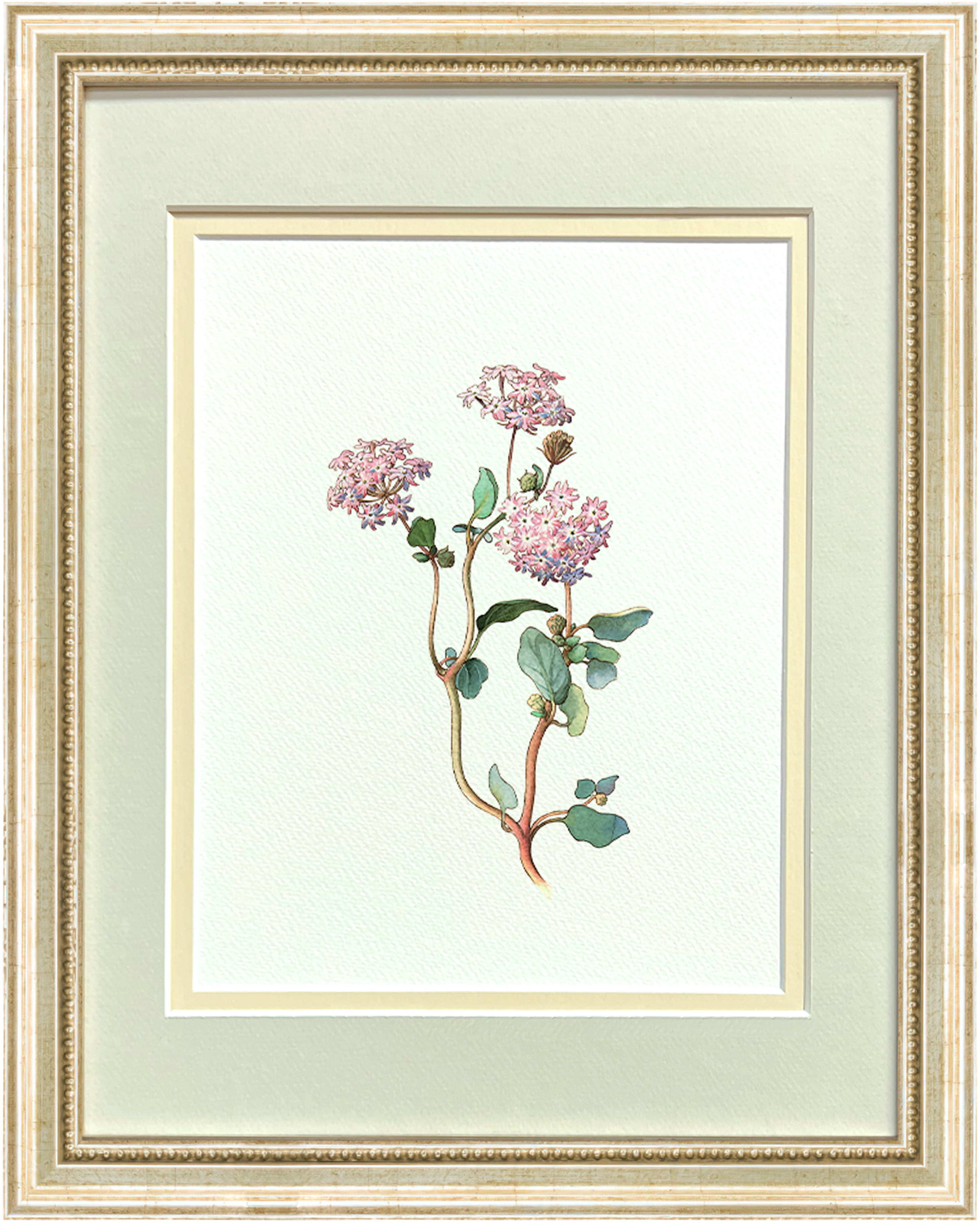 Watercolor Botanical Illustrations - Verbena