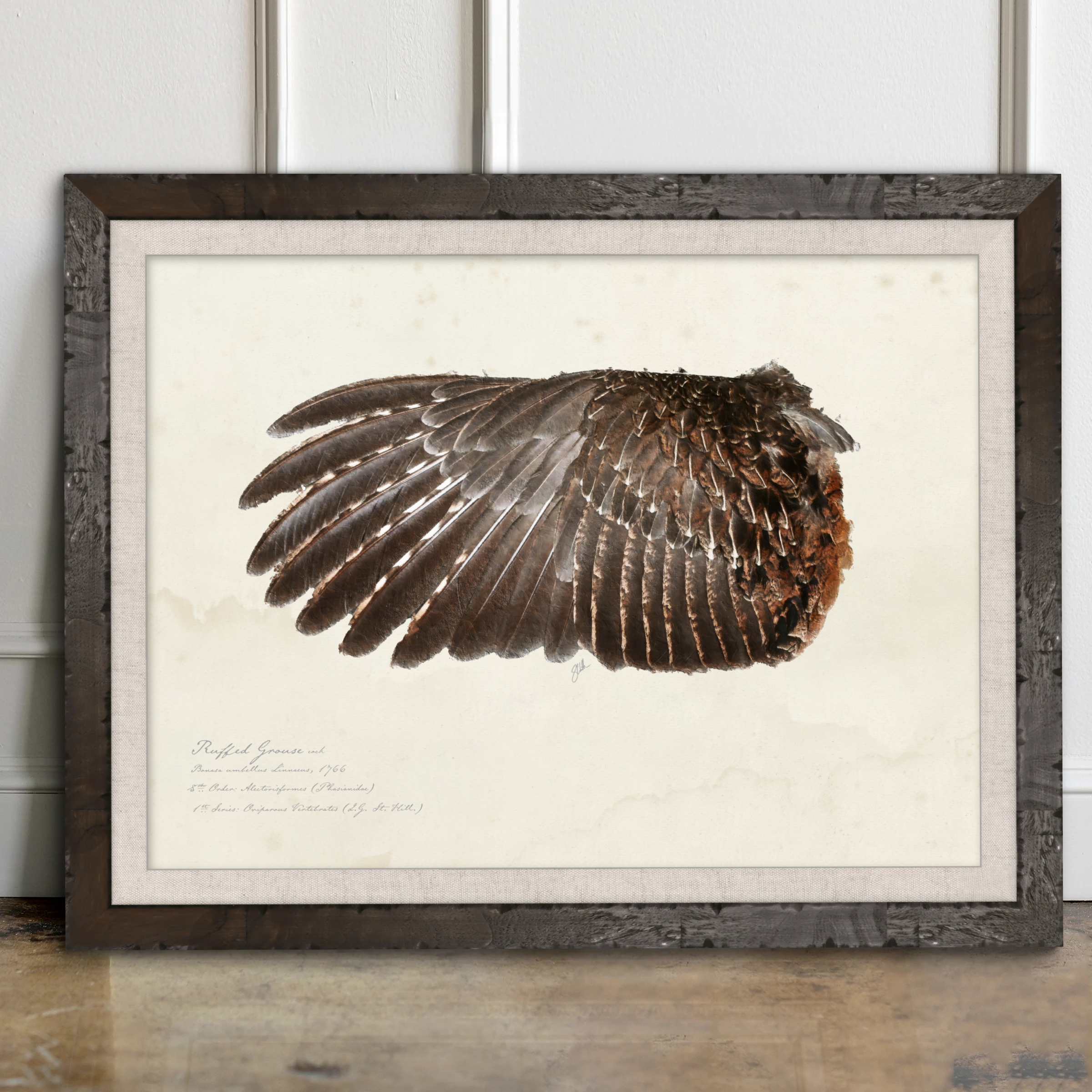 Illustrated Game Bird Wings - Ruffed Grouse Cock