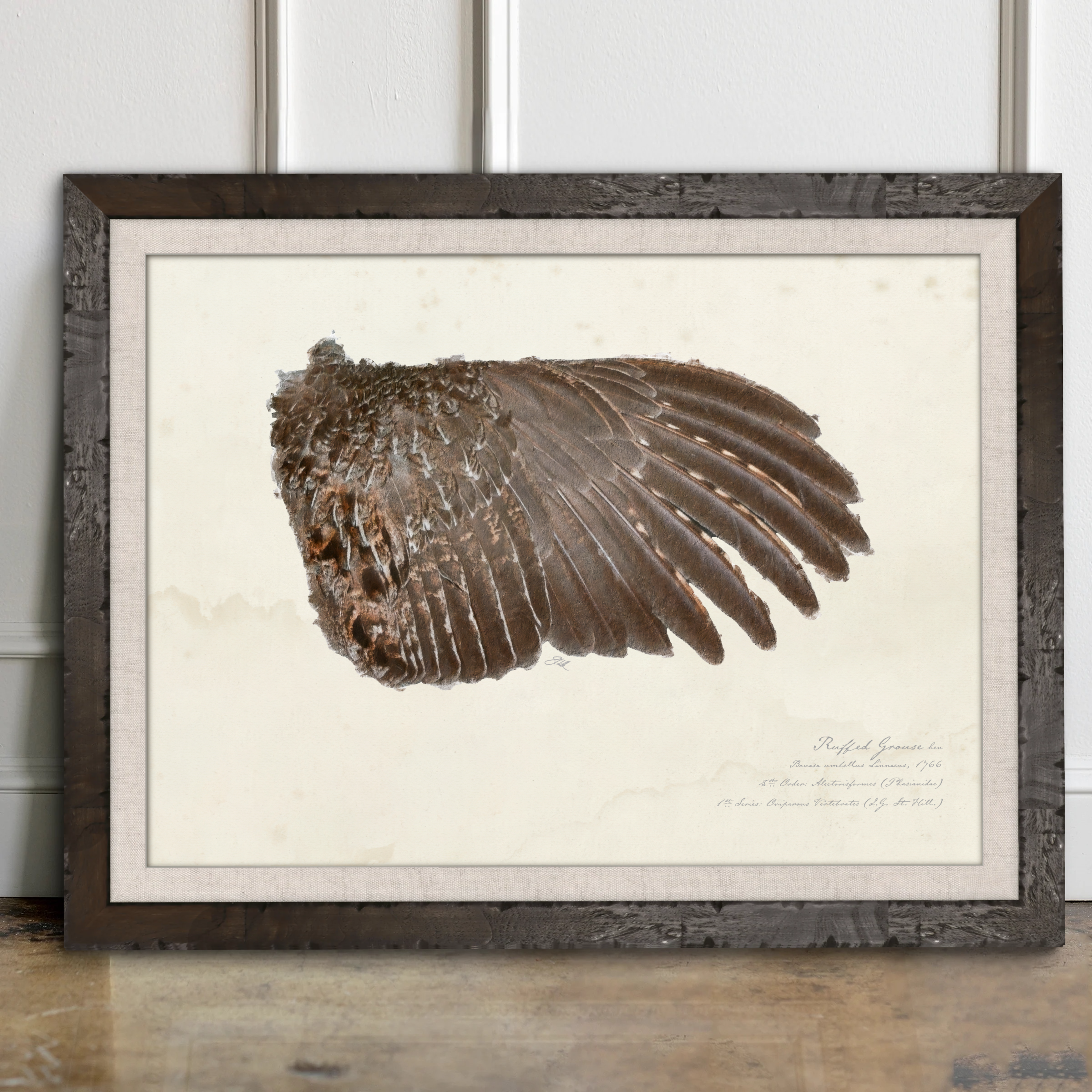Illustrated Game Bird Wings - Ruffed Grouse Hen