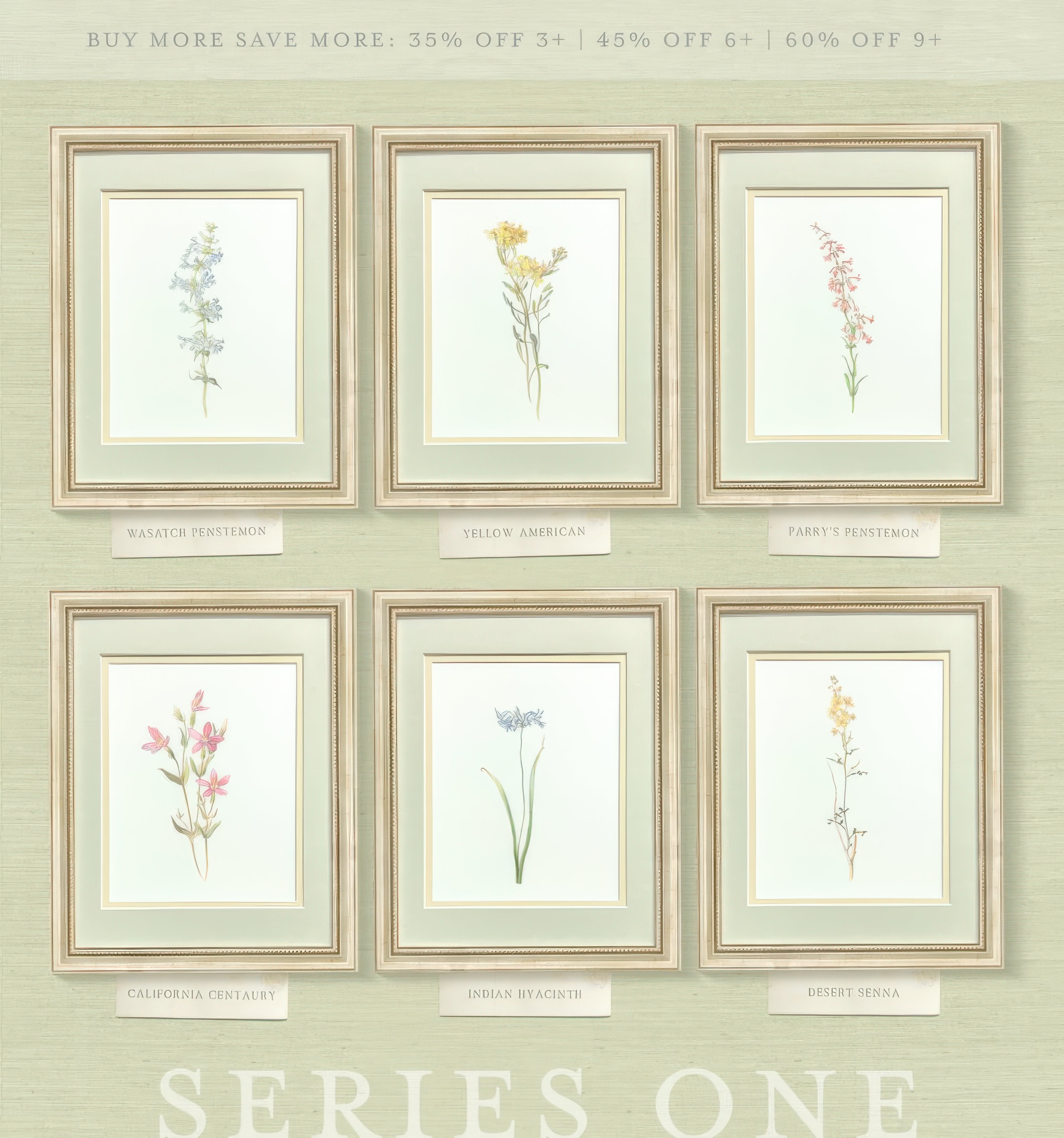 Desert Senna — early 20th century American wildflower watercolor illustration art print