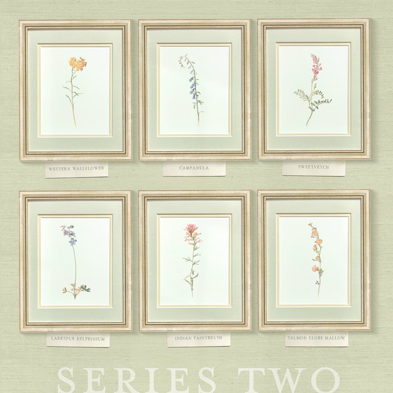 Indian Paintbrush — early 20th century American wildflower watercolor illustration art print