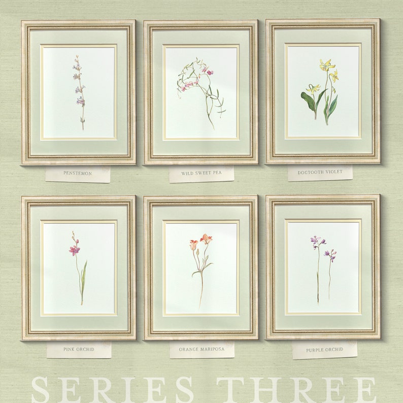 Dogtooth Violet — early 20th century American wildflower watercolor illustration art print