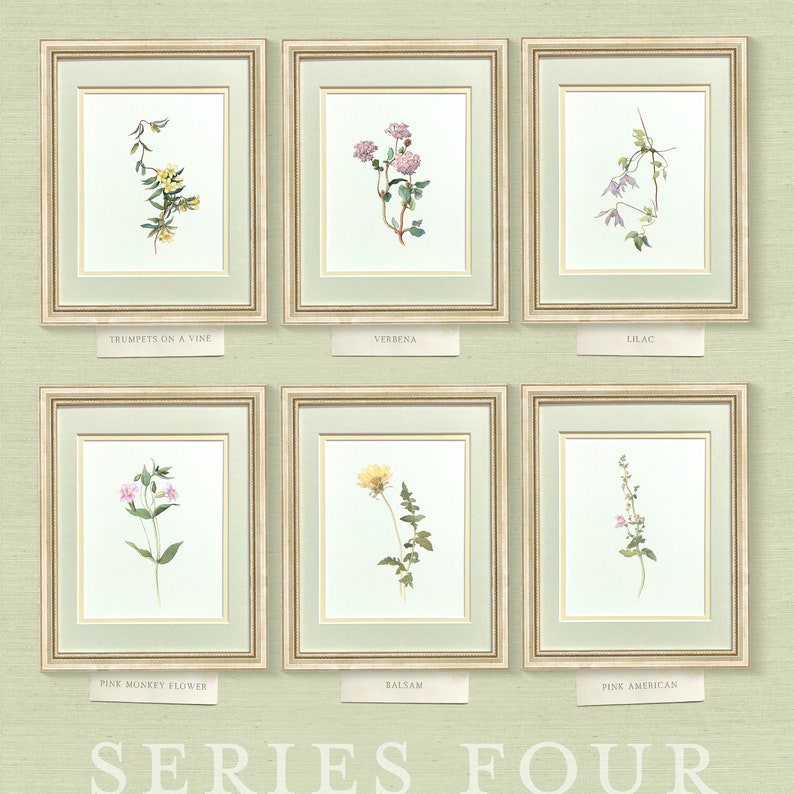 Verbena — early 20th century American wildflower watercolor illustration art print