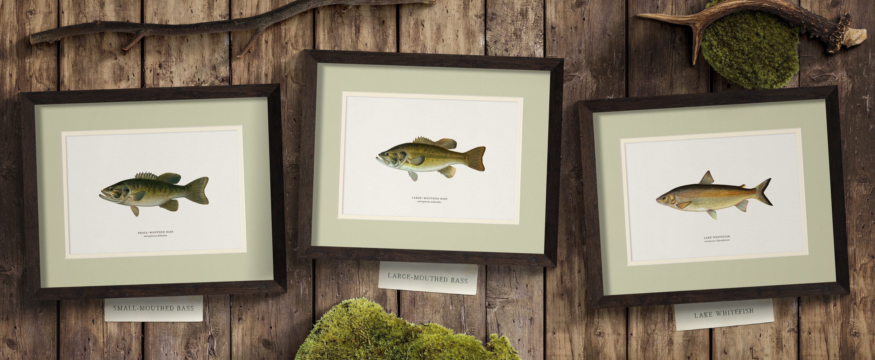 Freshwater Fish Illustrations - Large-Mouthed Bass
