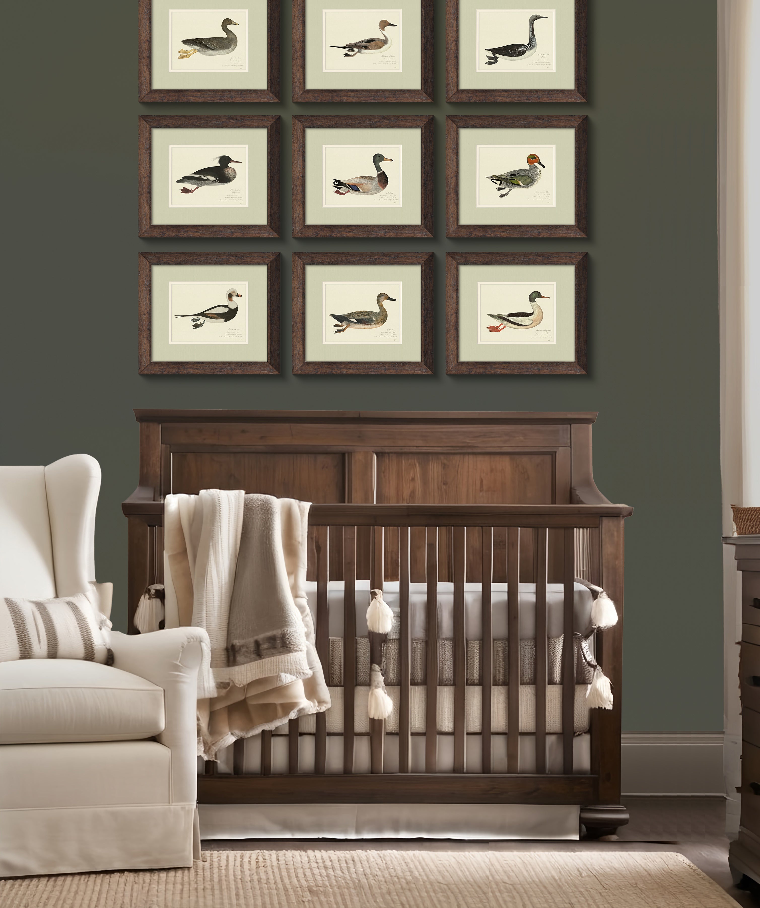 Vintage Watercolor Duck Illustrations - Greylag Goose