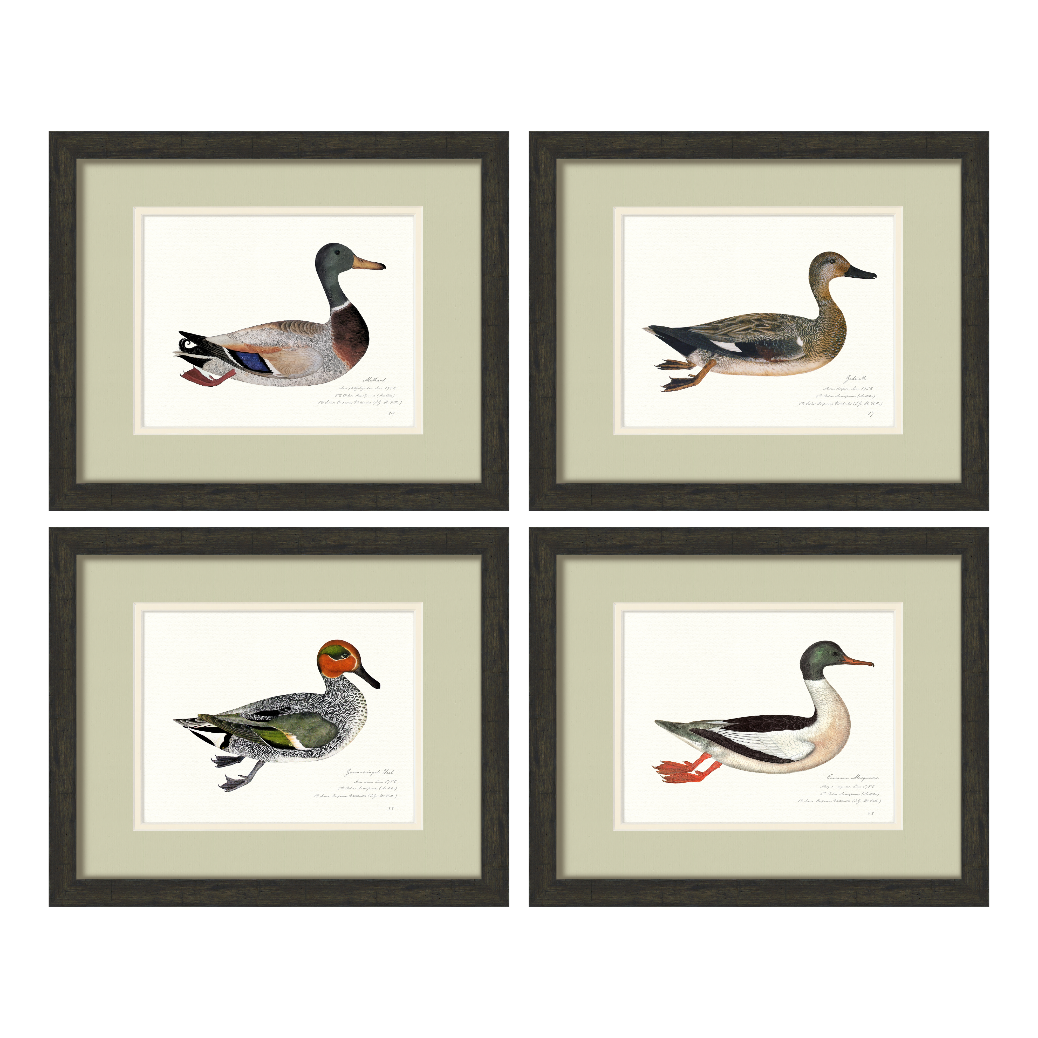 Vintage Watercolor Duck Illustrations - Set of 4