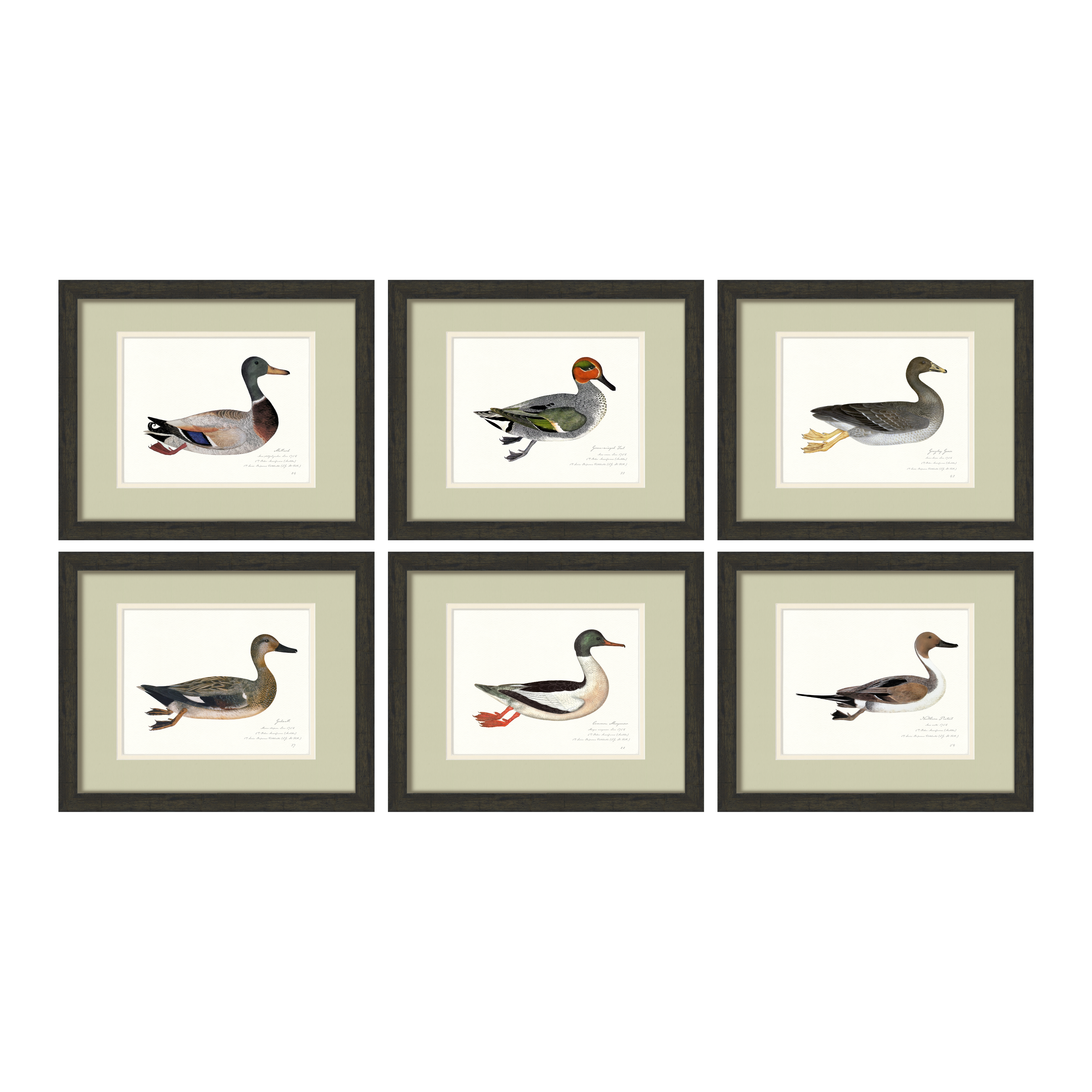 Vintage Watercolor Duck Illustrations - Set of 6