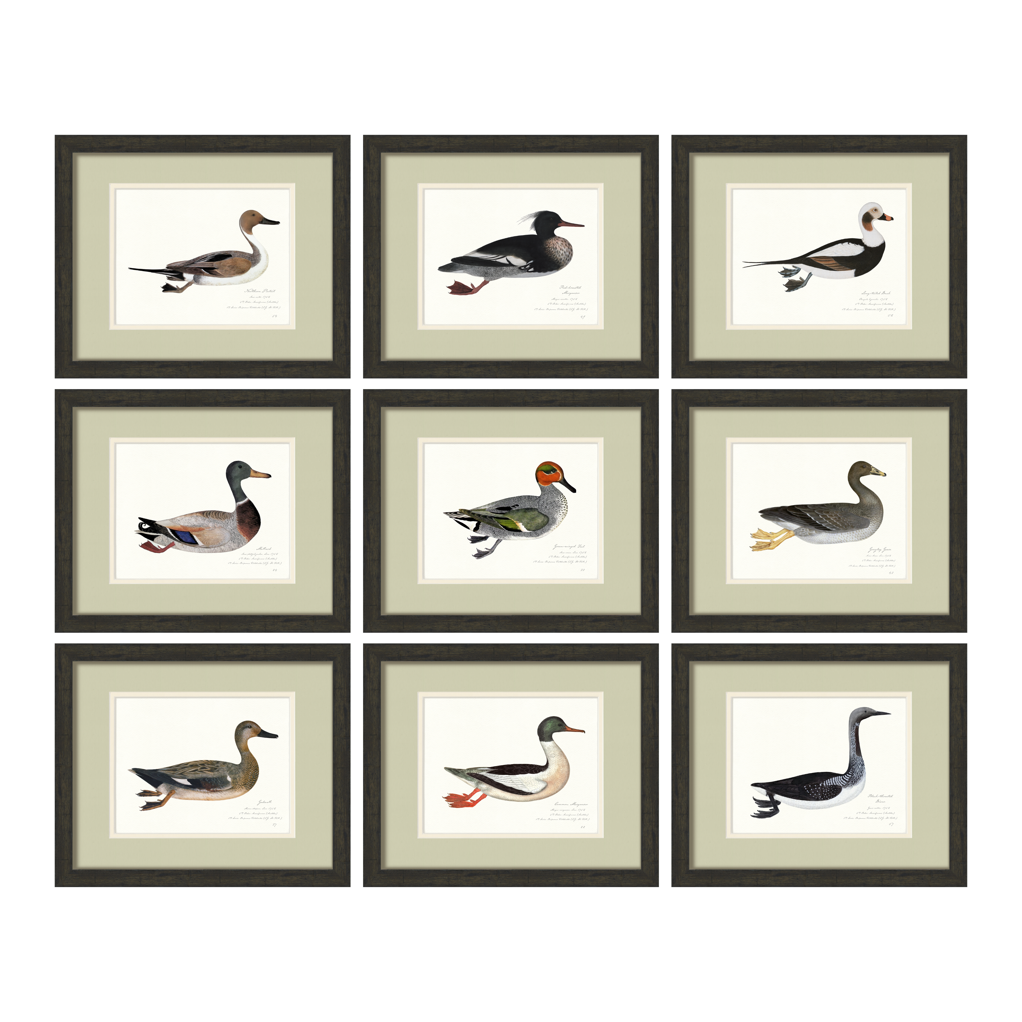 Vintage Watercolor Duck Illustrations - Full Set of 9