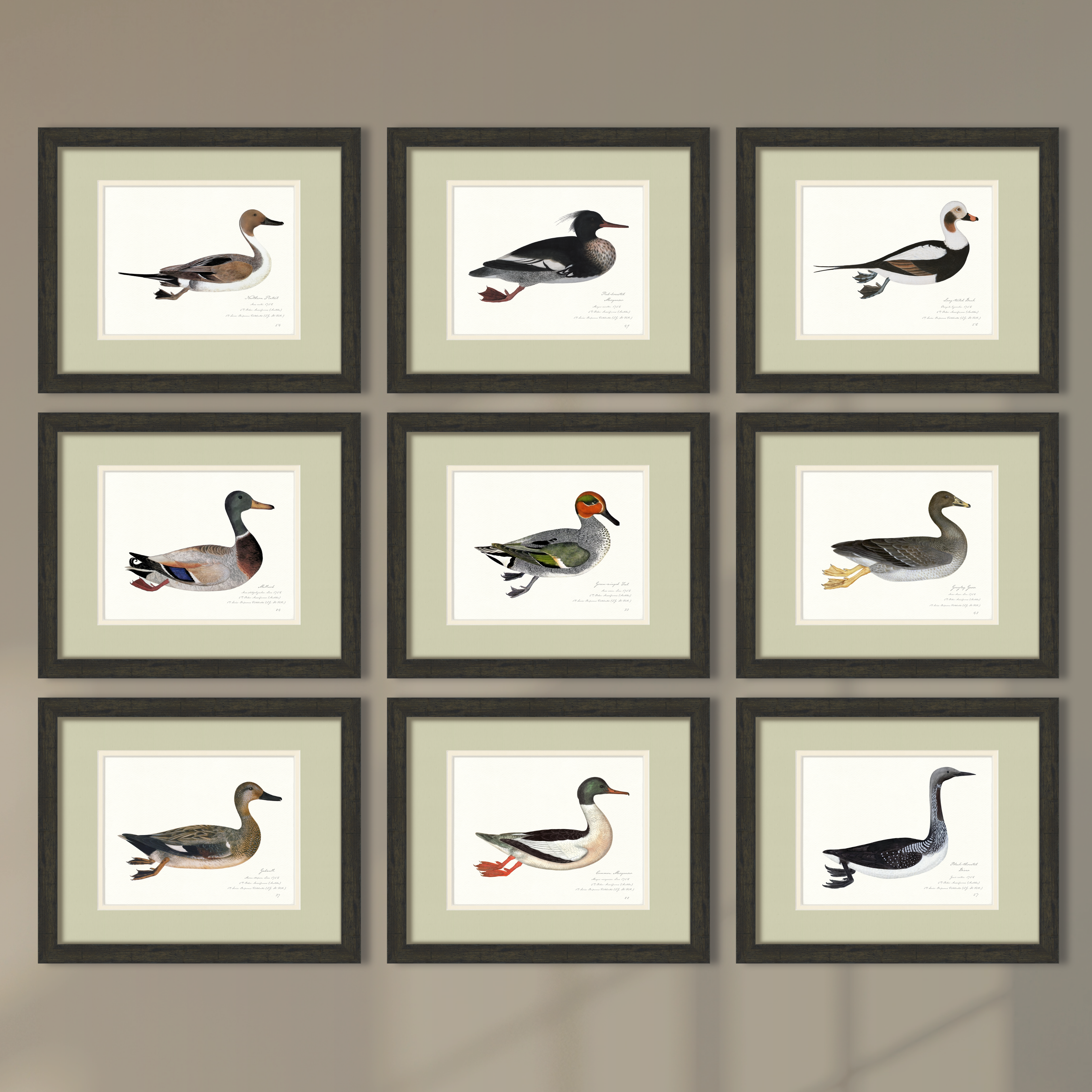 Vintage Watercolor Duck Illustrations - Northern Pintail