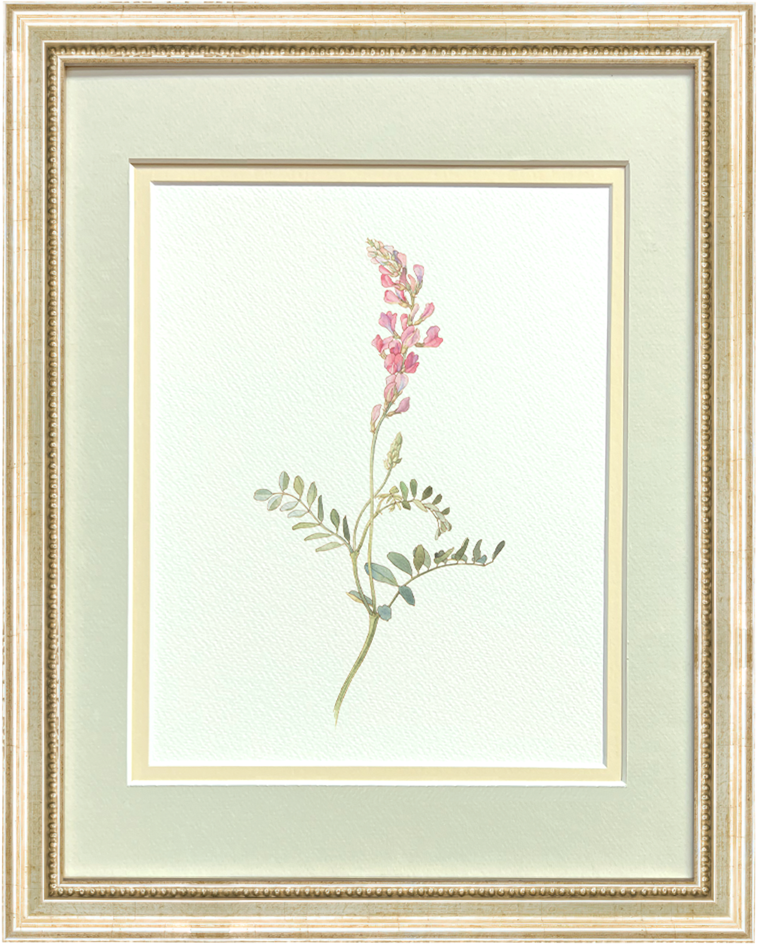 Watercolor Botanical Illustrations - Sweetvetch