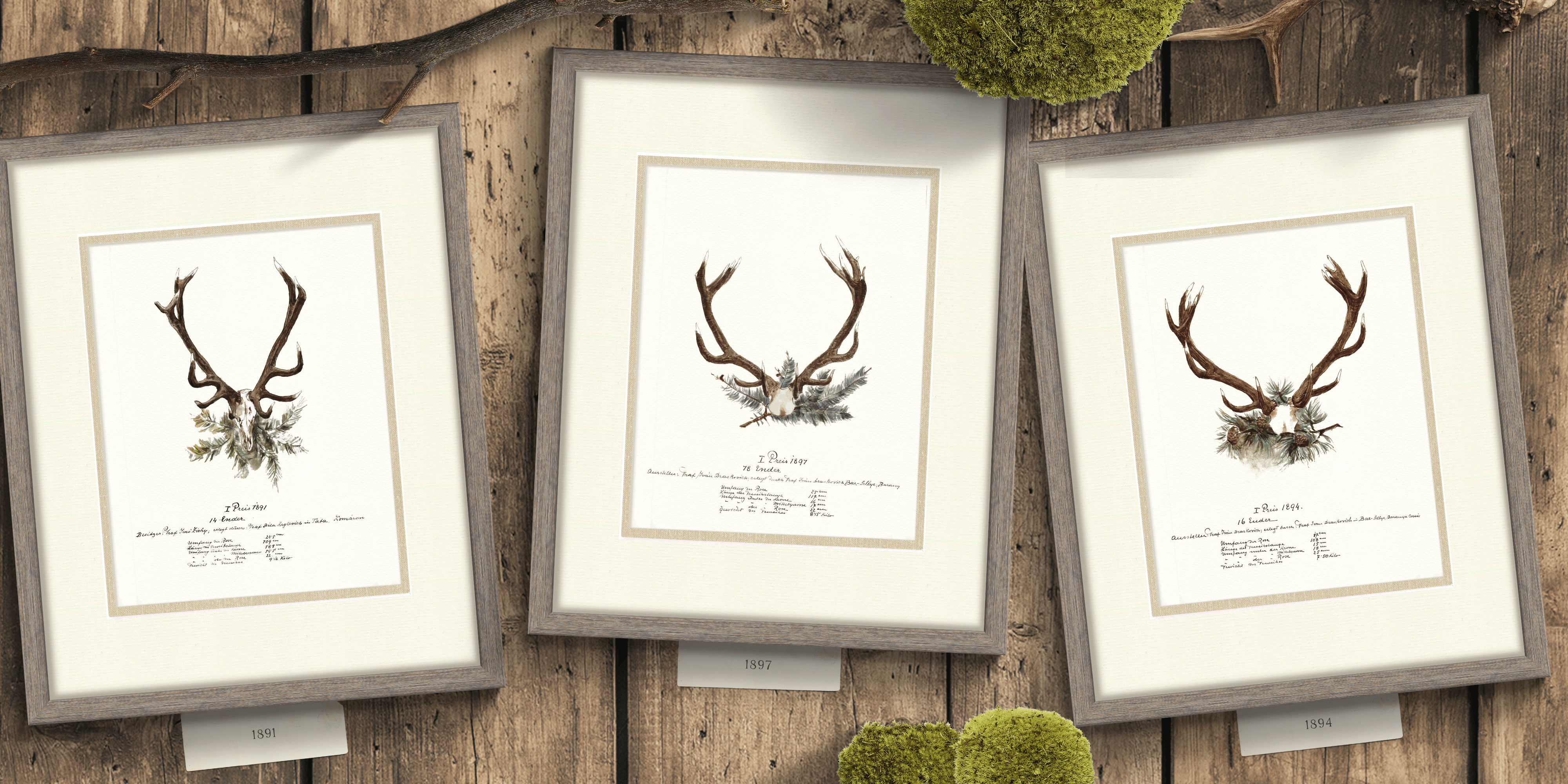 Trophy Antler Illustrations - 1891