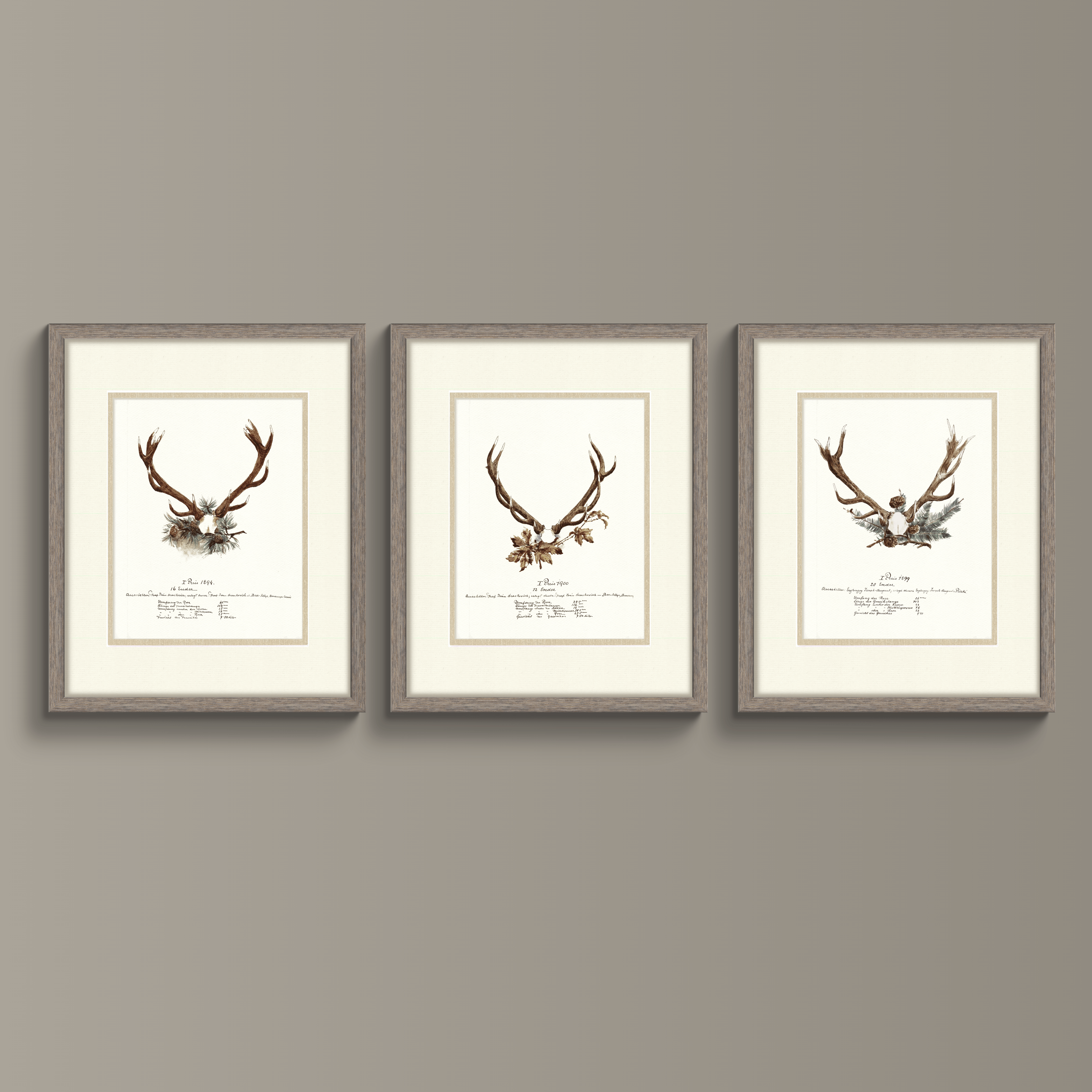 Trophy Antler Illustrations - 1900
