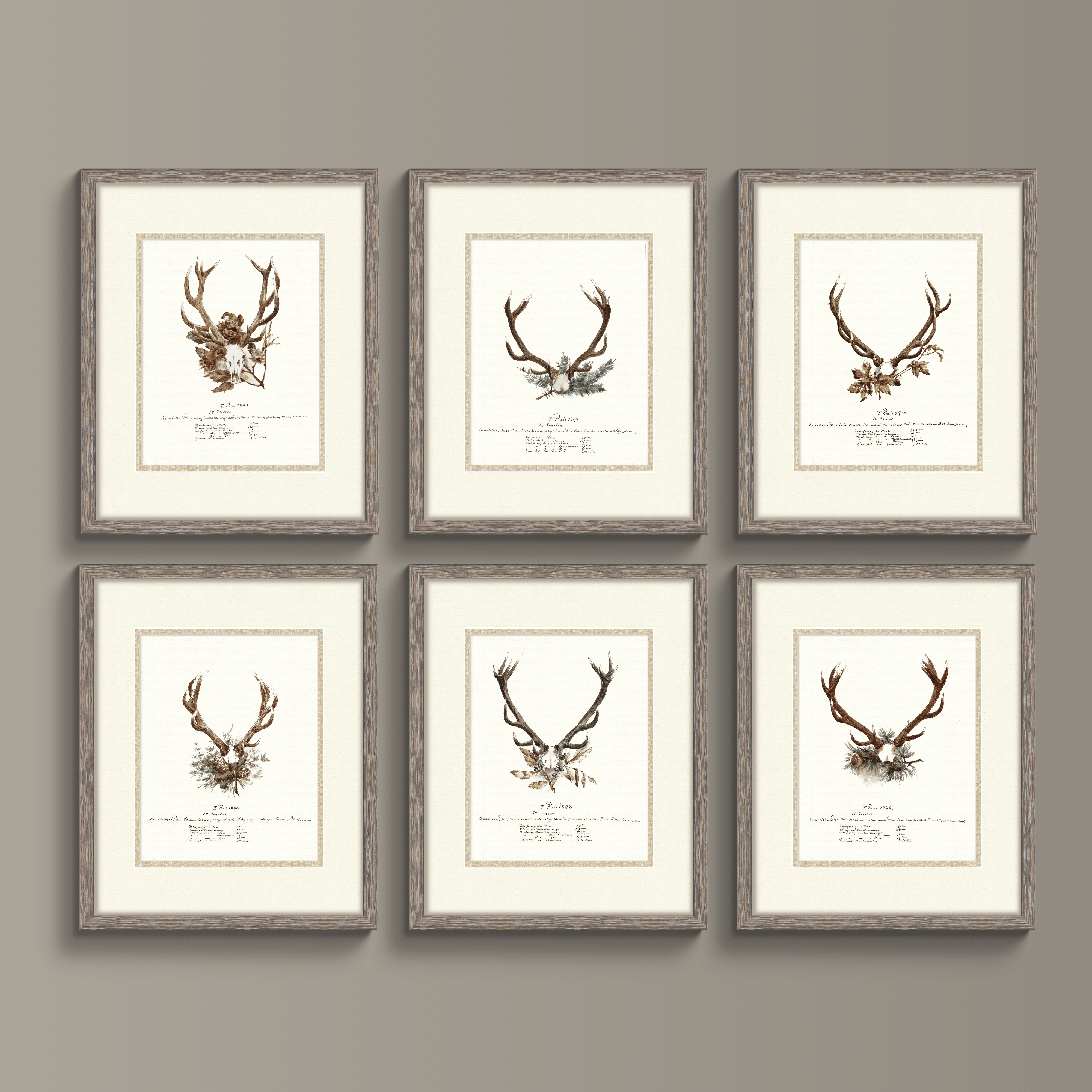 Trophy Antler Illustrations - 1898