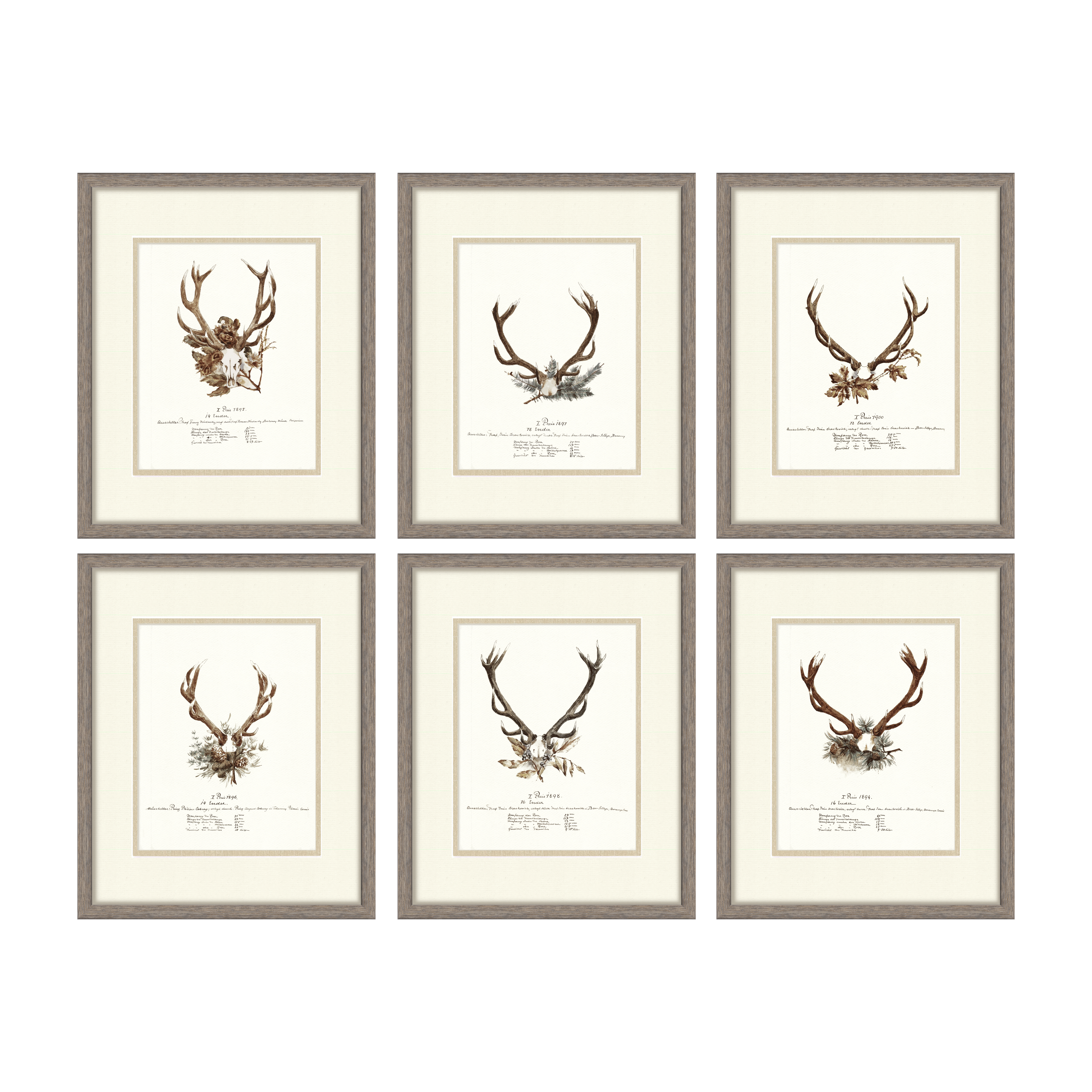 Trophy Antler Illustrations Curated Set of 6 — vintage big game trophy gallery wall collection