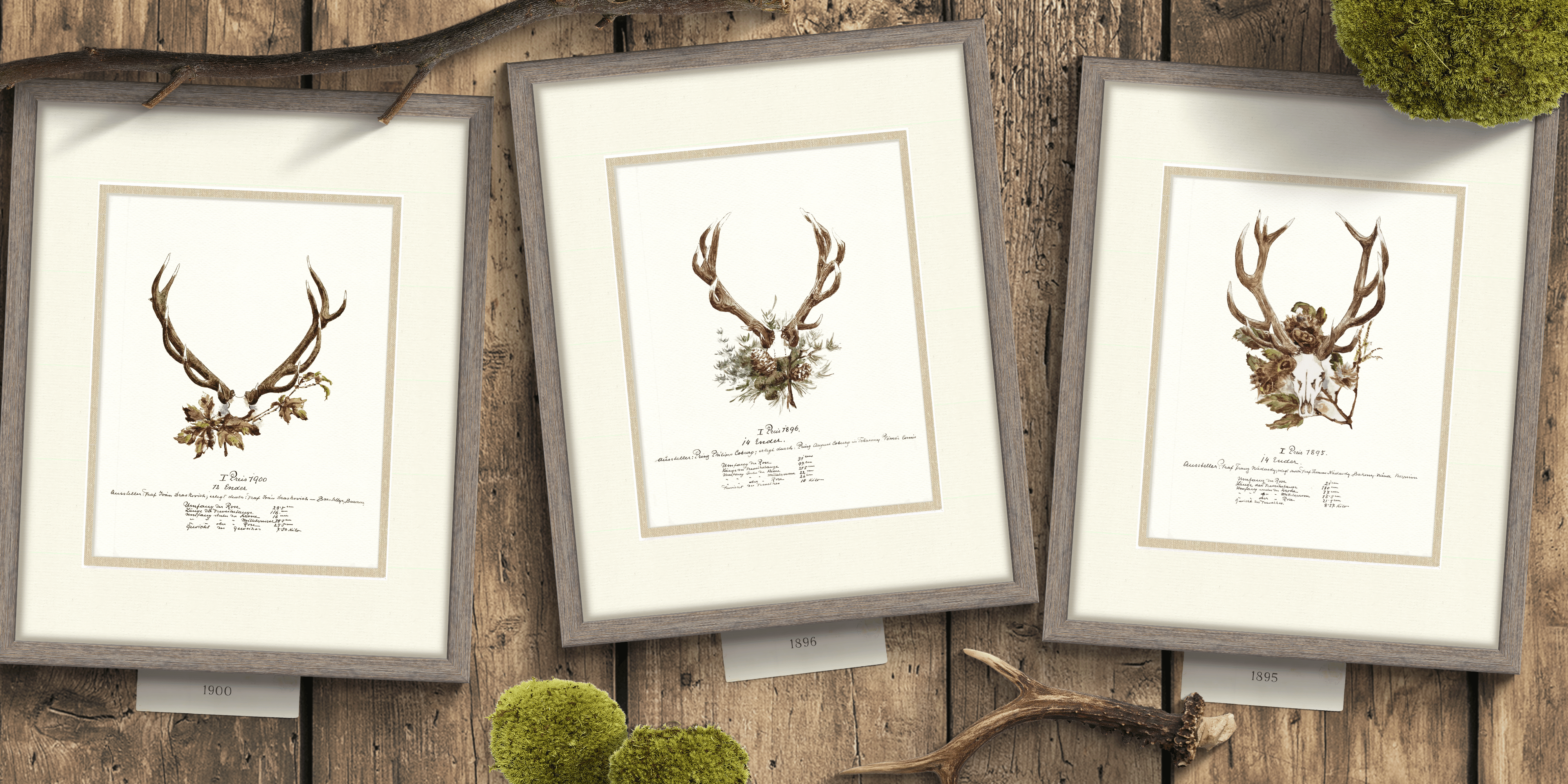 Trophy Antler Illustrations - 1900