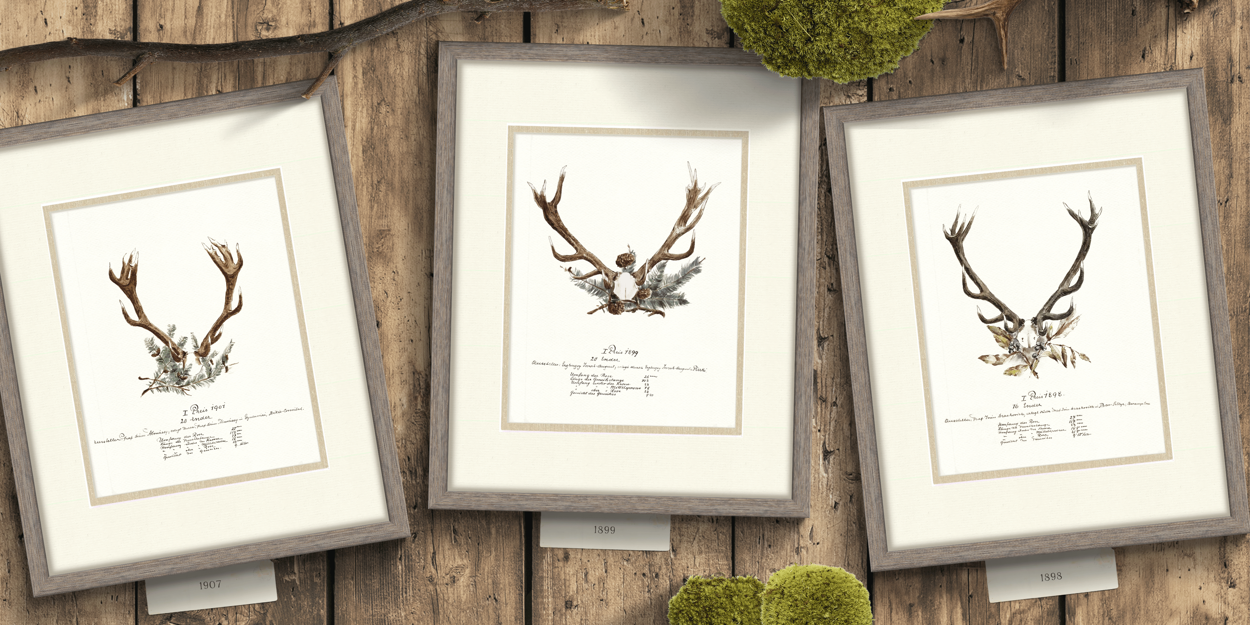 Trophy Antler Illustrations - 1898