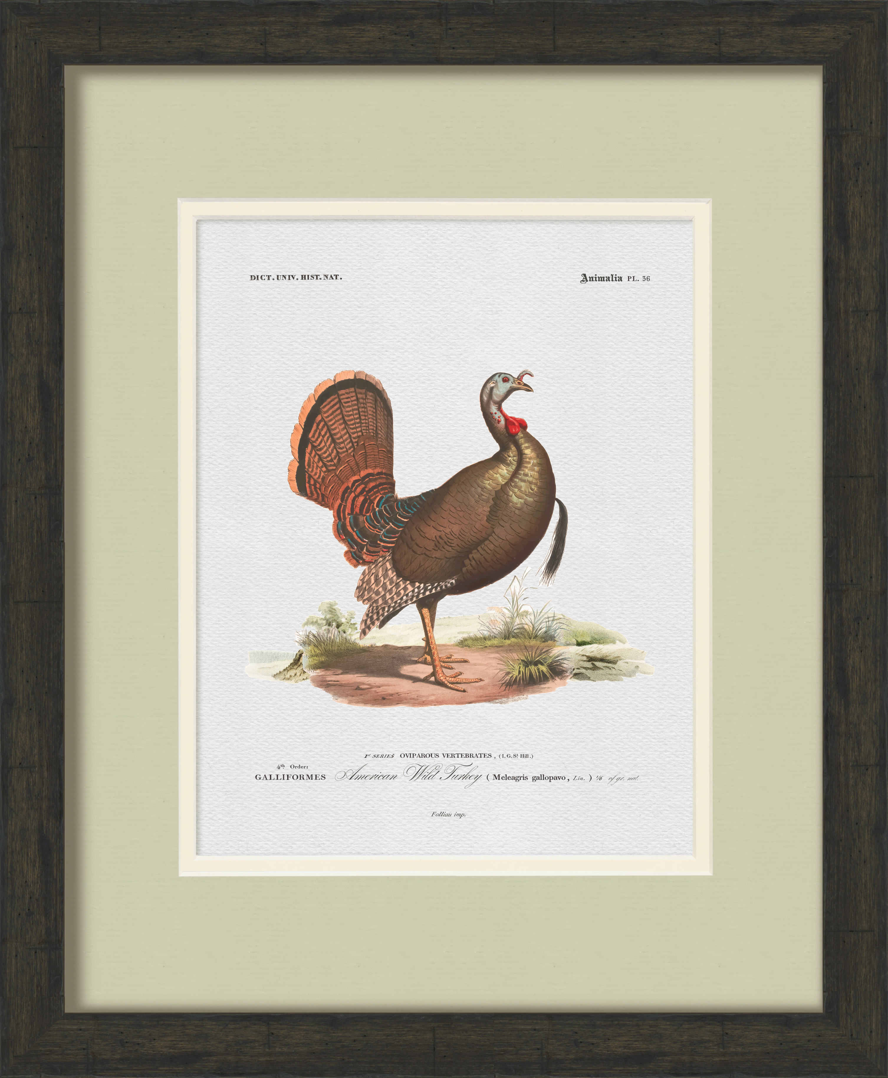 Vintage Game Bird Illustrations - Set of 6