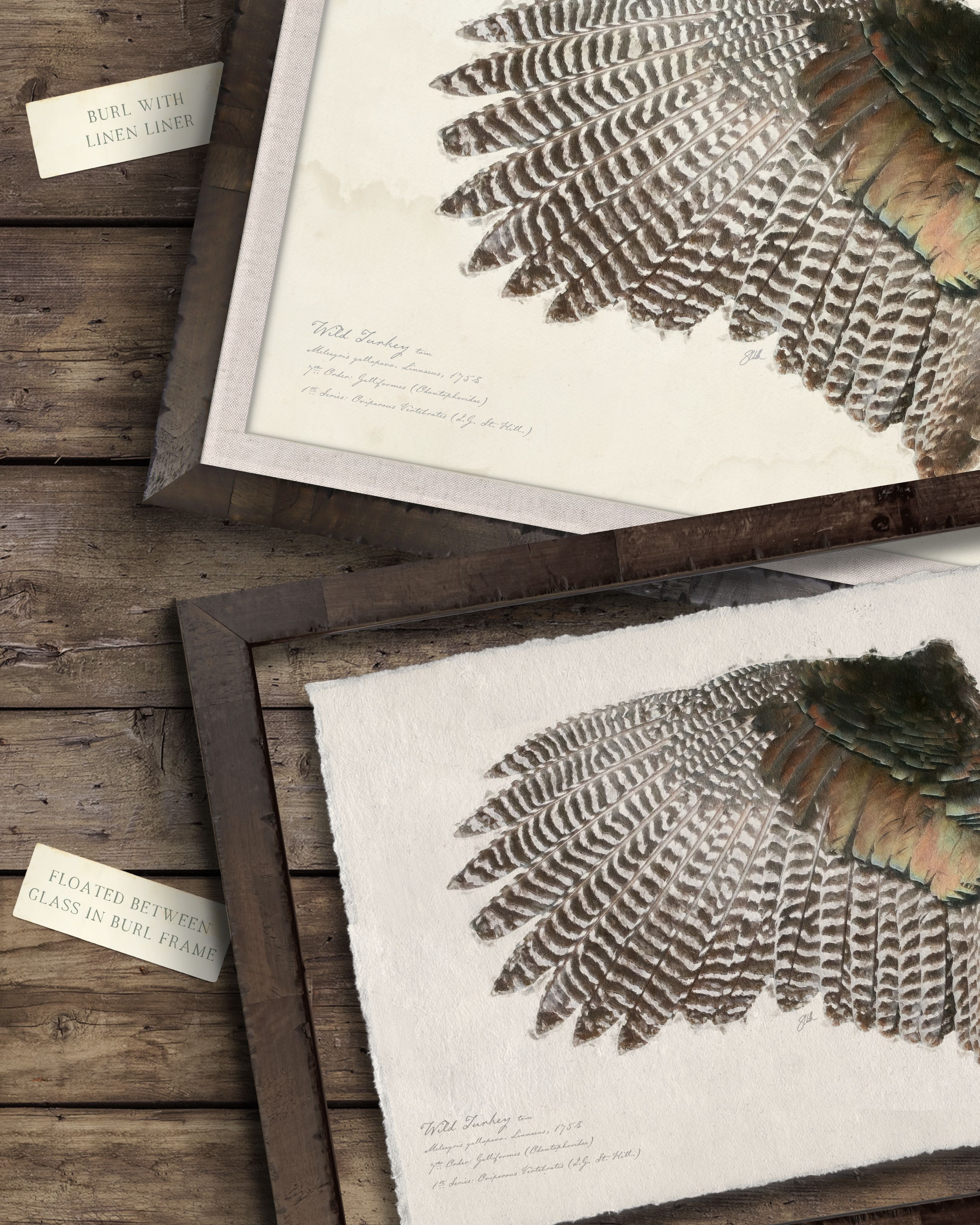 Illustrated game bird wings art prints — wild turkey pair sporting art collection