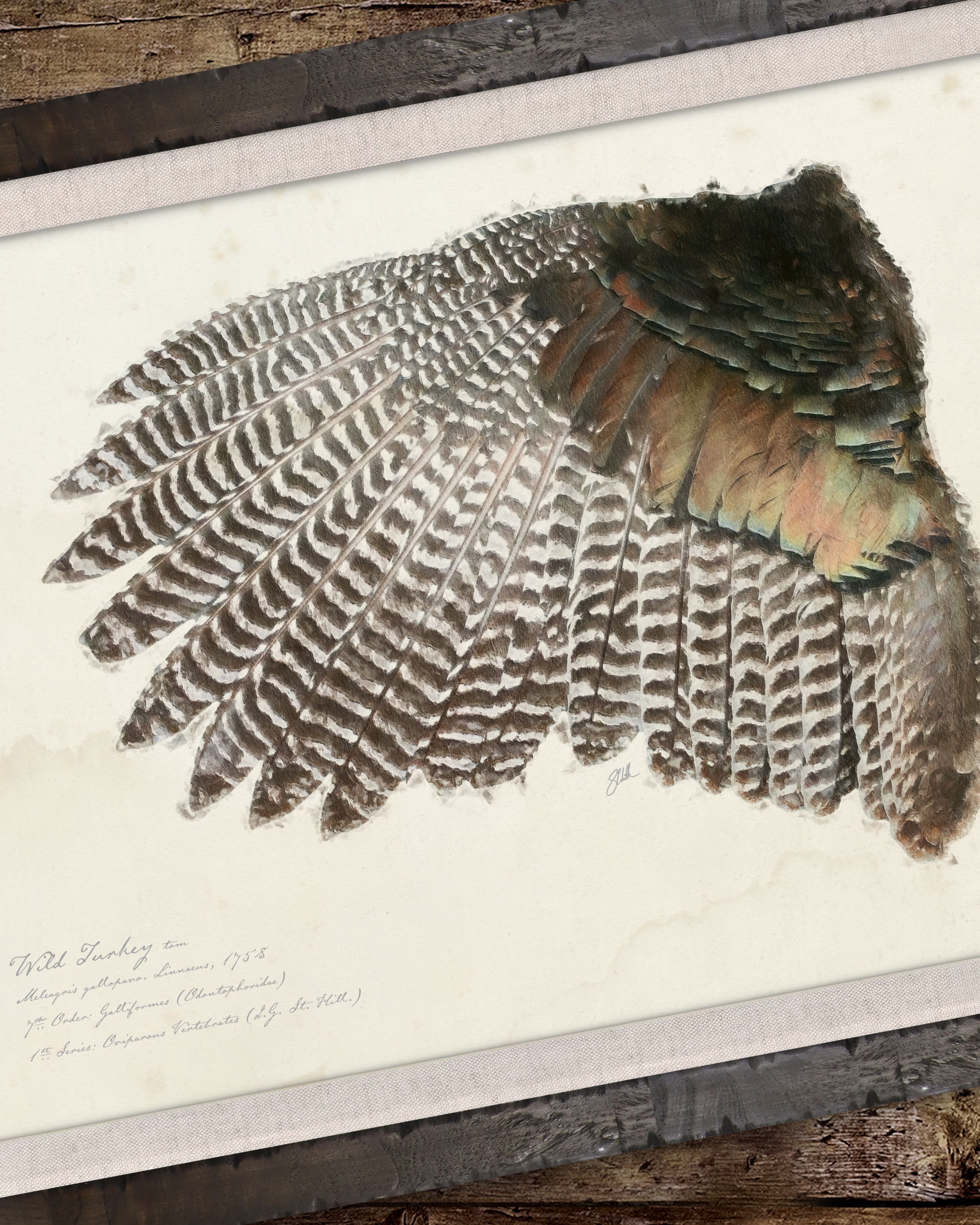 Wild Turkey Tom — illustrated game bird wing art print