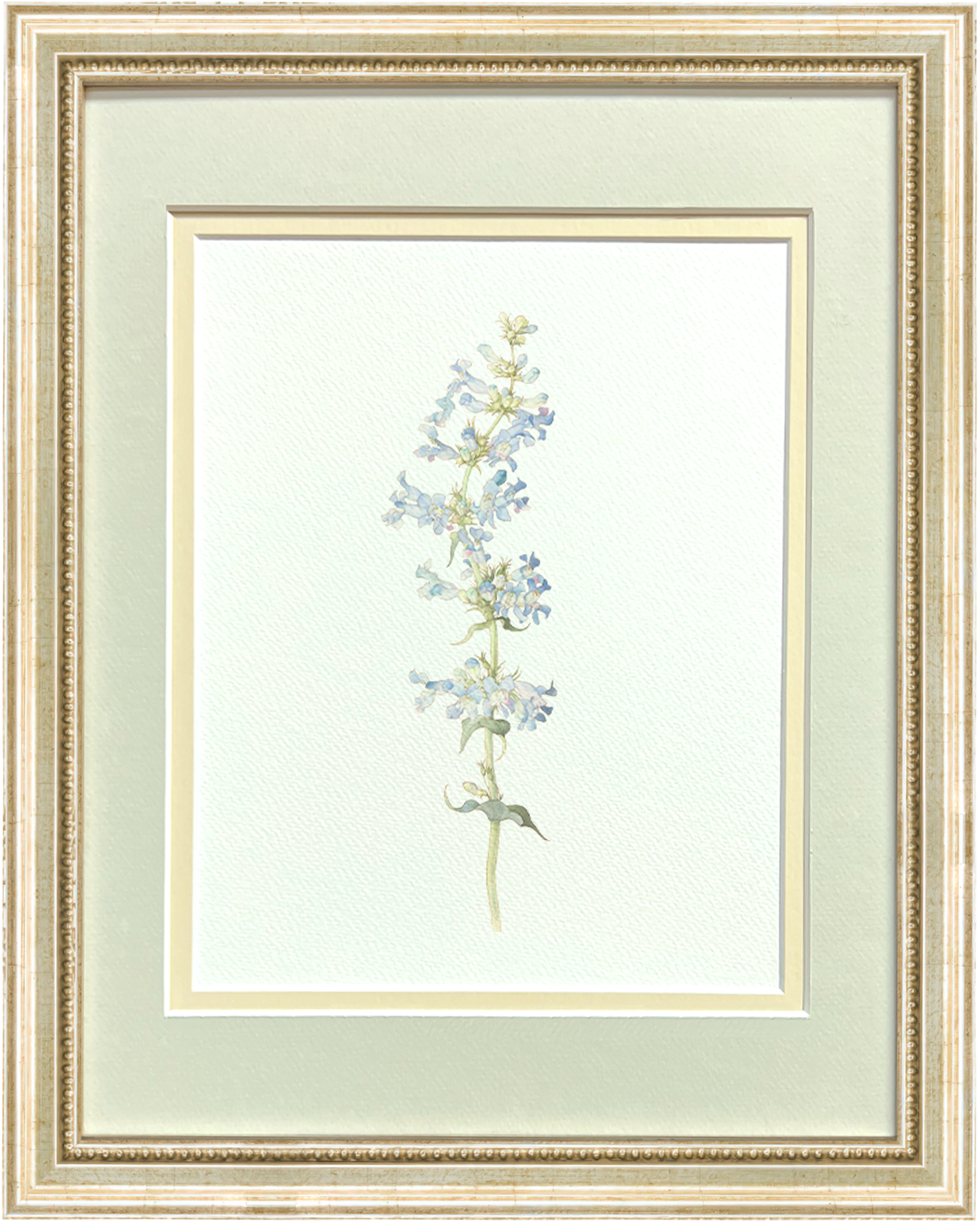 Watercolor Botanical Illustrations - Wasatch Penstemon