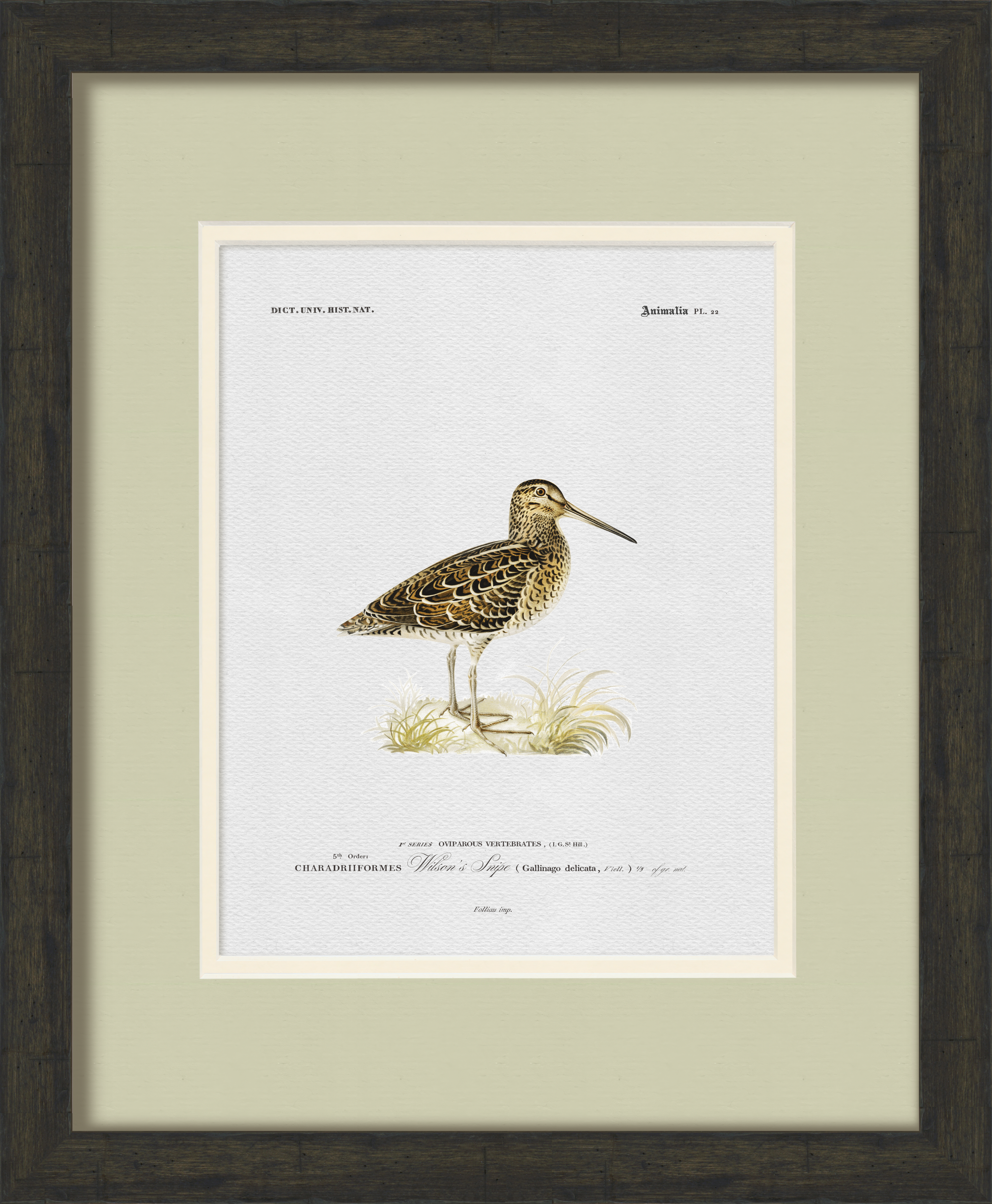 Vintage Game Bird Illustrations - Set of 9