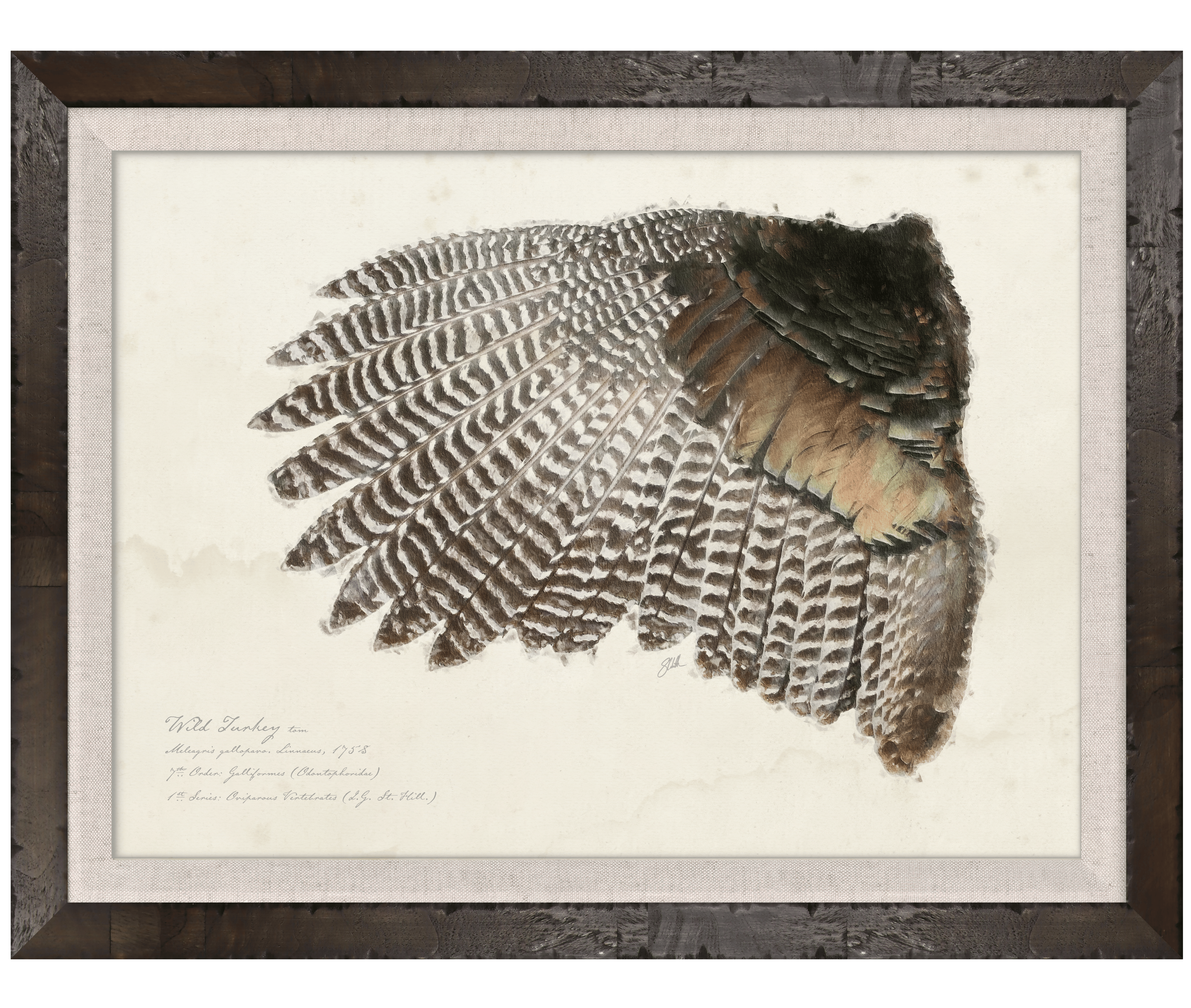 Wild Turkey Tom — detailed illustrated game bird wings illustration