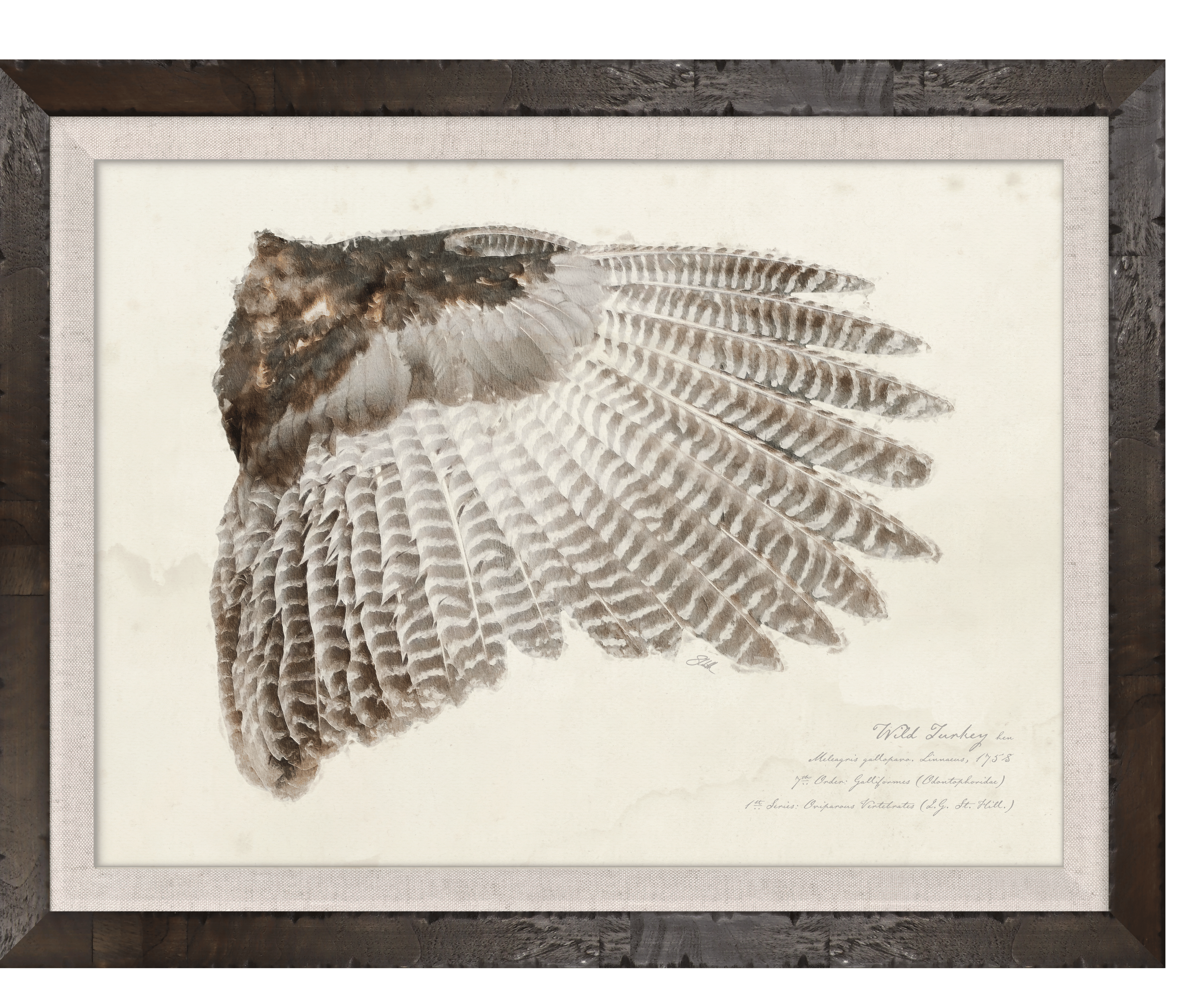 Wild Turkey Hen — detailed illustrated game bird wings illustration