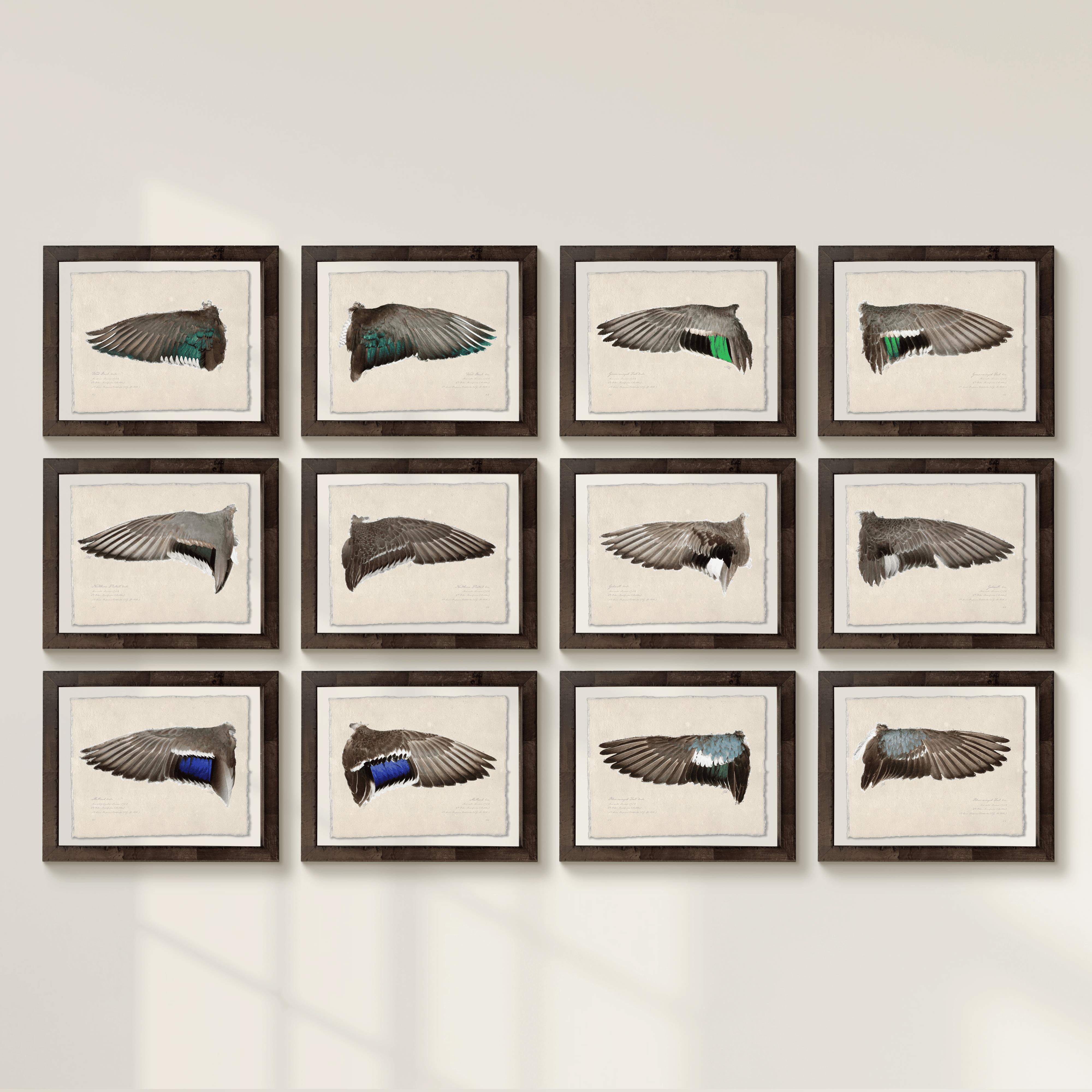 Duck Wings of the Mississippi Flyway - Full Set of 12