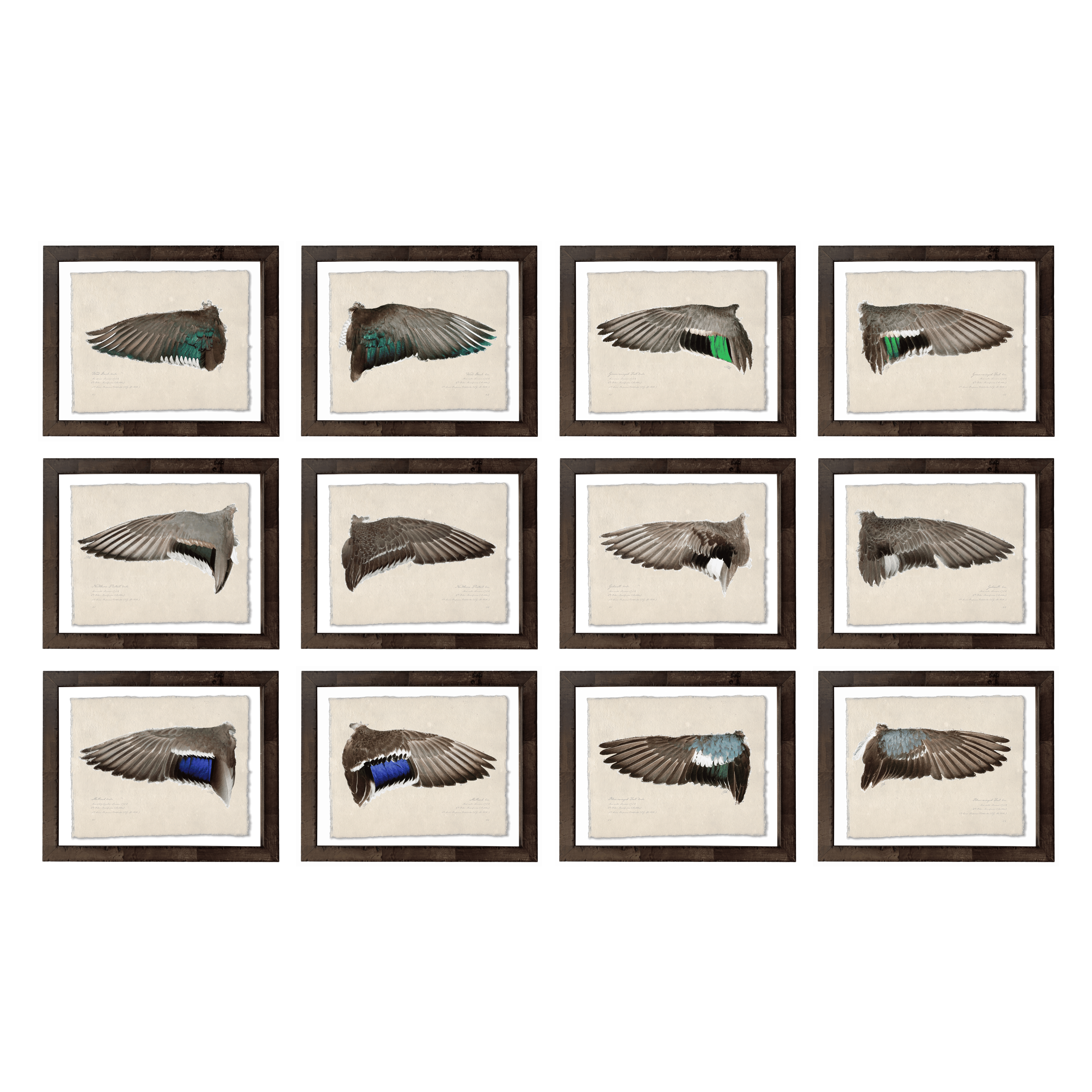 Duck Wings of the Mississippi Flyway - Full Set of 12