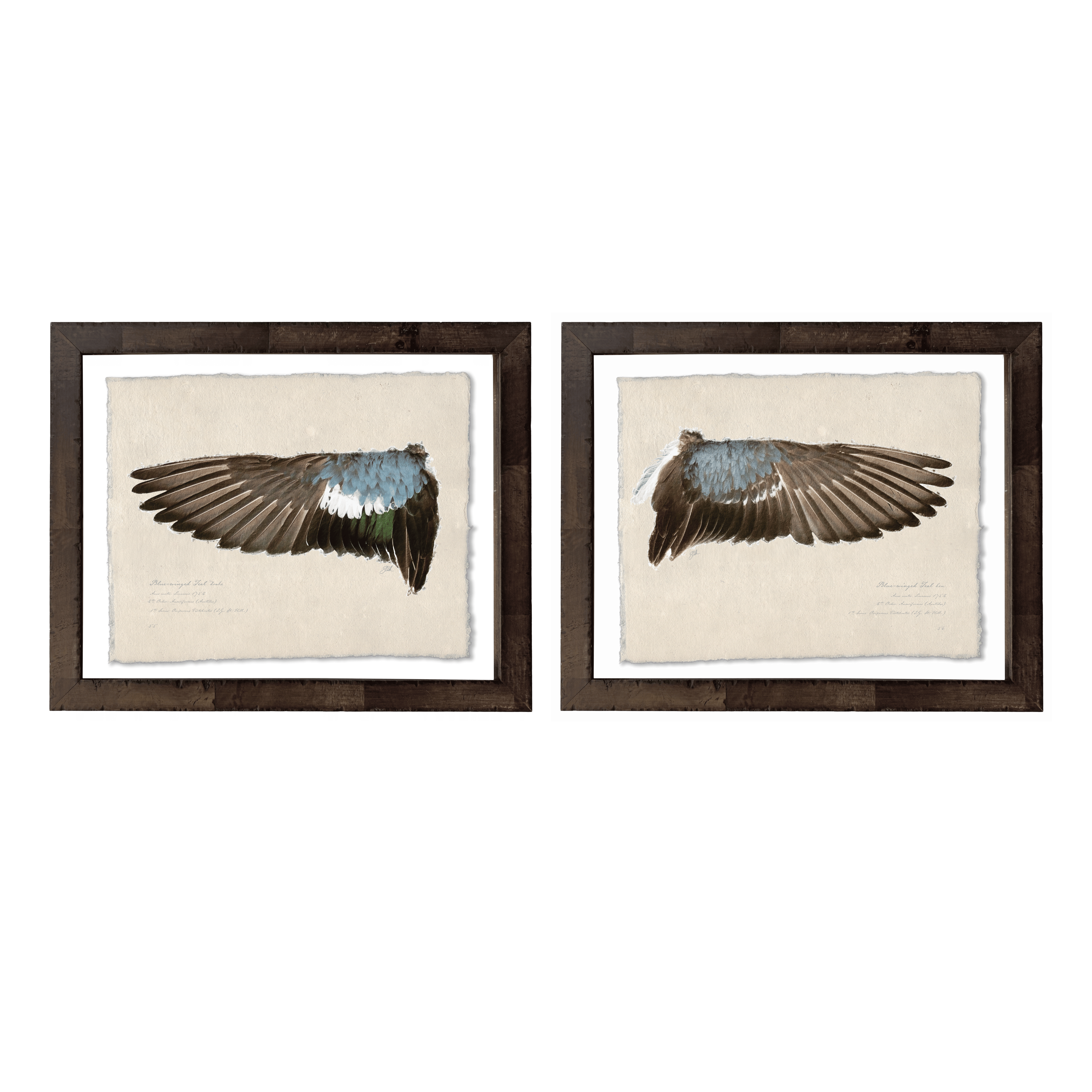 Duck Wings of the Mississippi Flyway - Set of 2: Blue-Winged Teal Drake + Hen