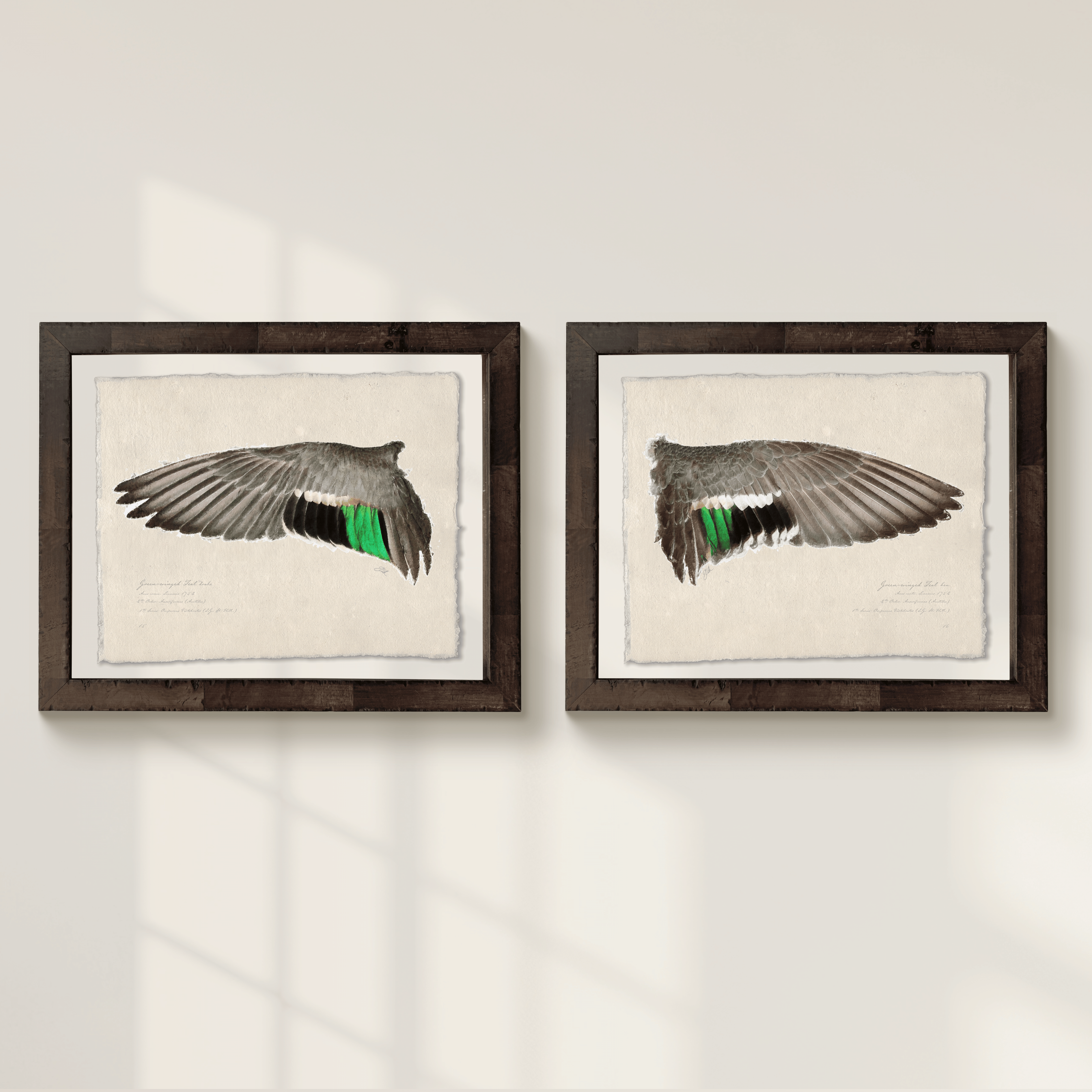 Duck Wings of the Mississippi Flyway - Set of 2: Green-Winged Teal Drake + Hen