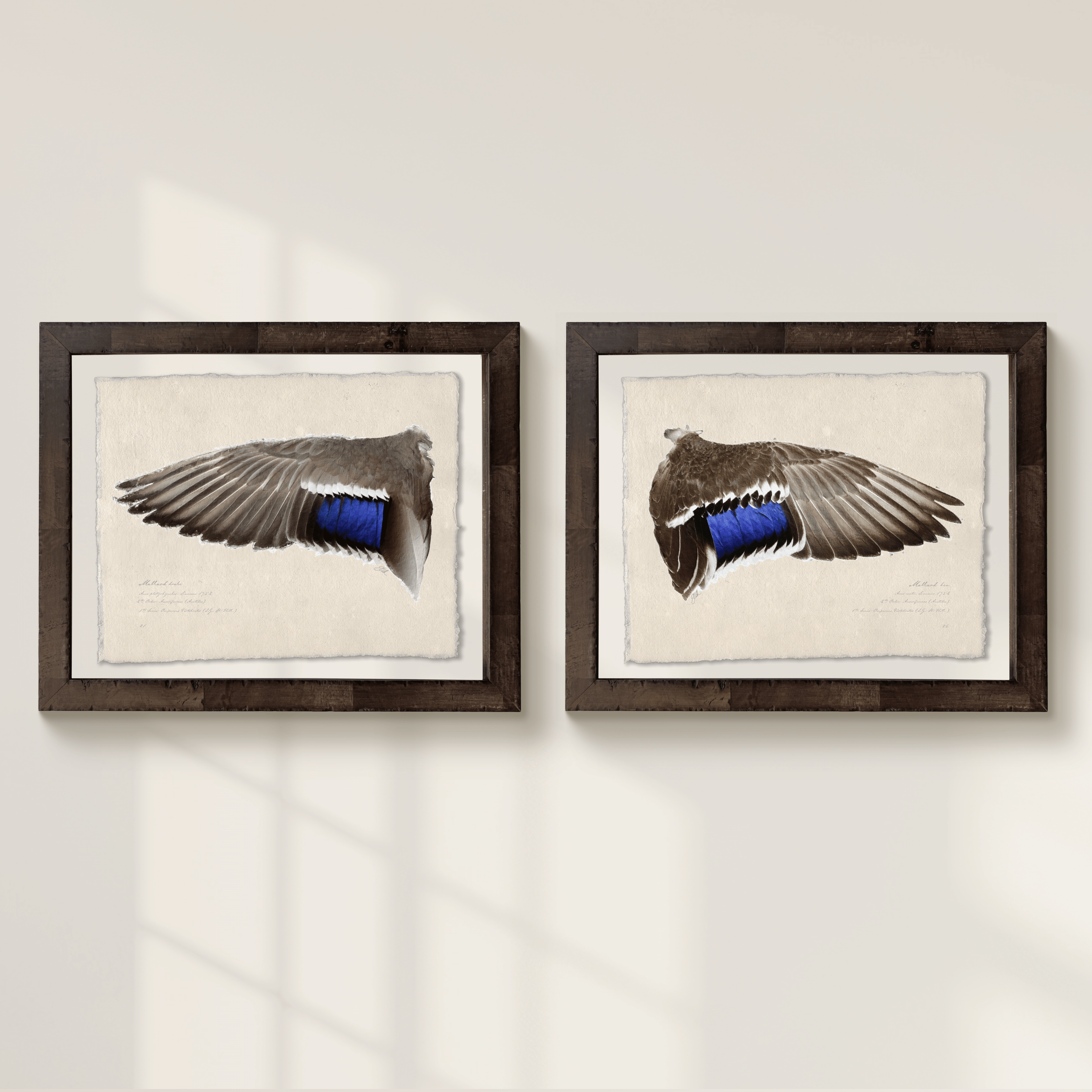 Duck Wings of the Mississippi Flyway - Full Set of 12
