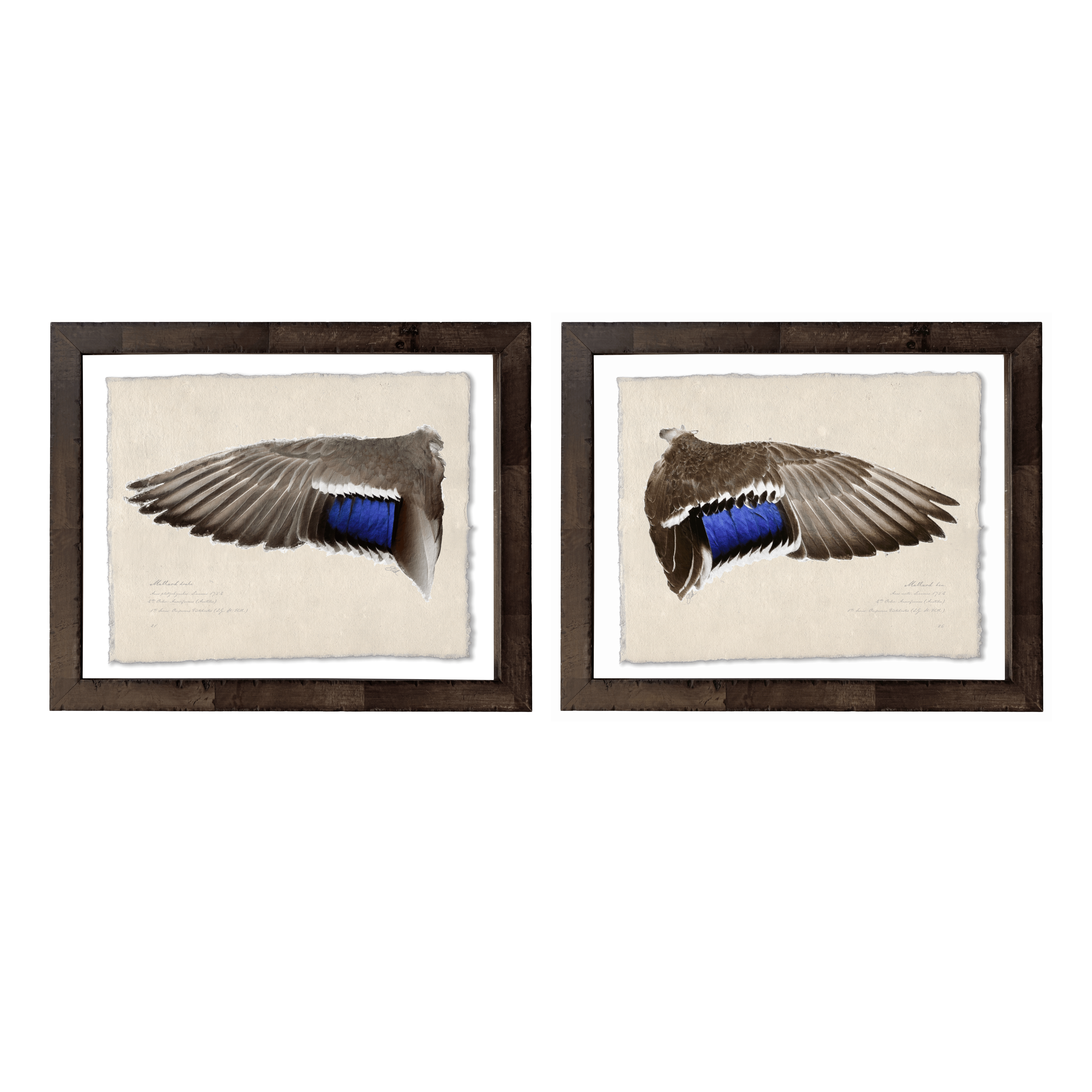 Duck Wings of the Mississippi Flyway - Set of 2: Mallard Drake + Hen