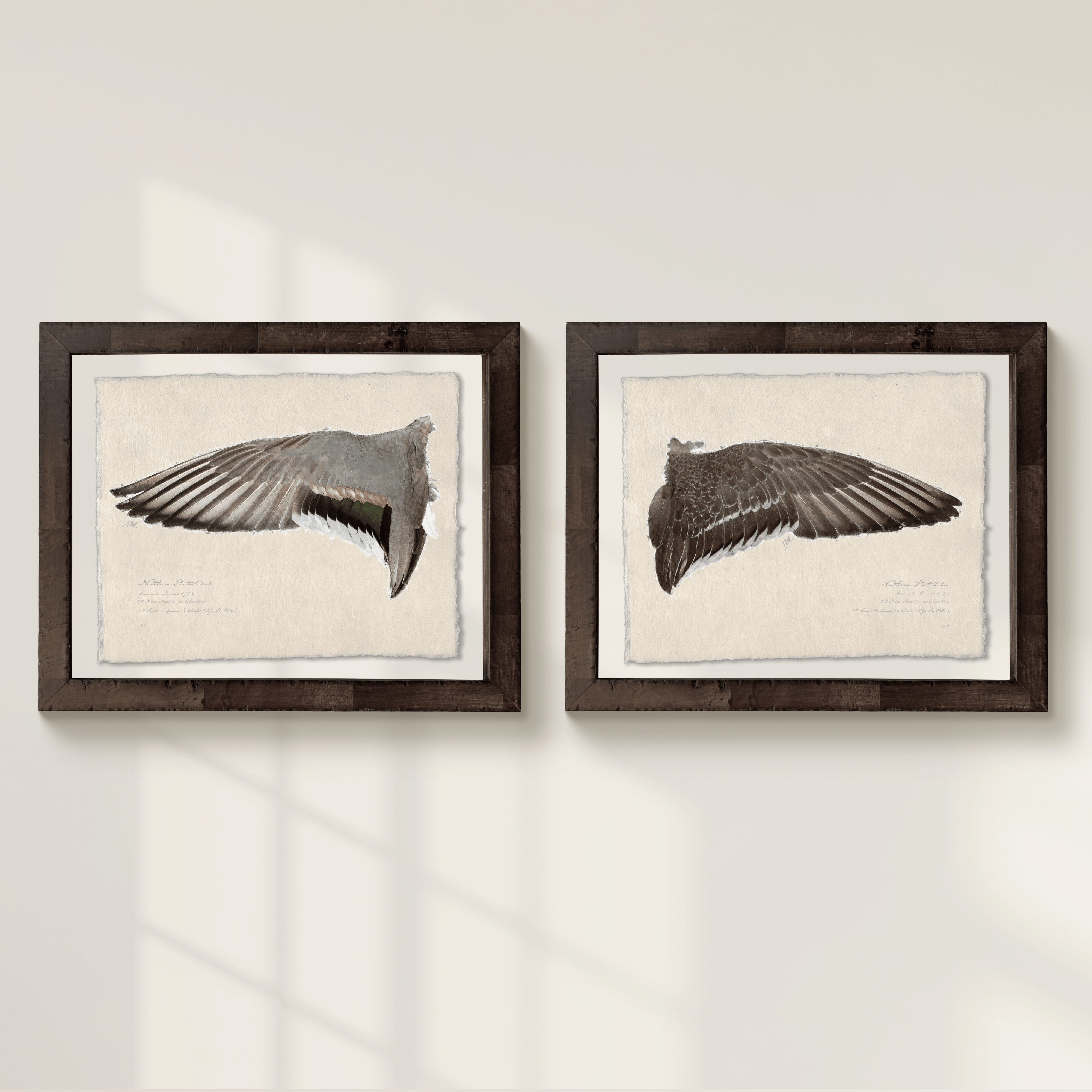 Duck Wings of the Mississippi Flyway - Full Set of 12