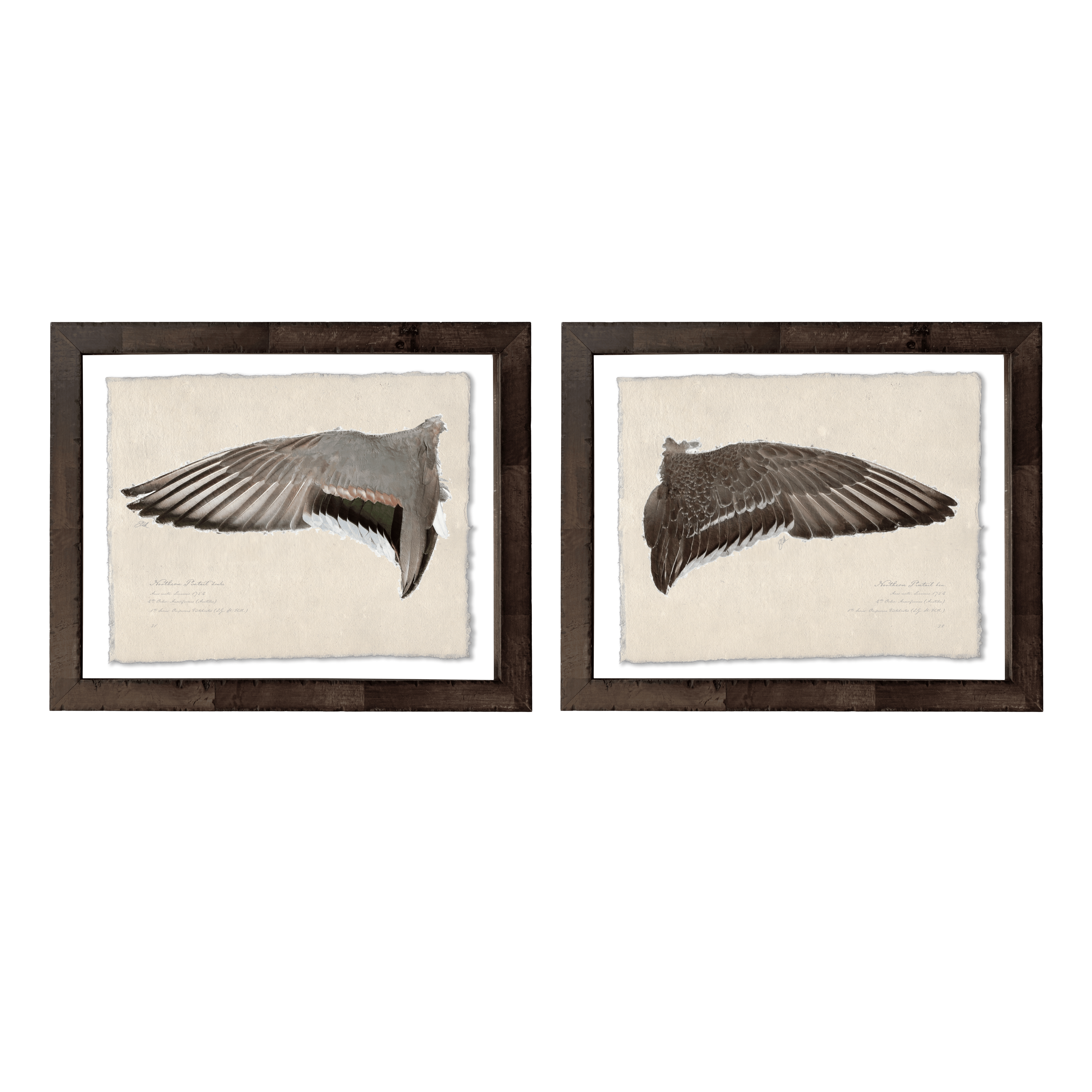 Duck Wings of the Mississippi Flyway - Set of 2: Northern Pintail Drake + Hen