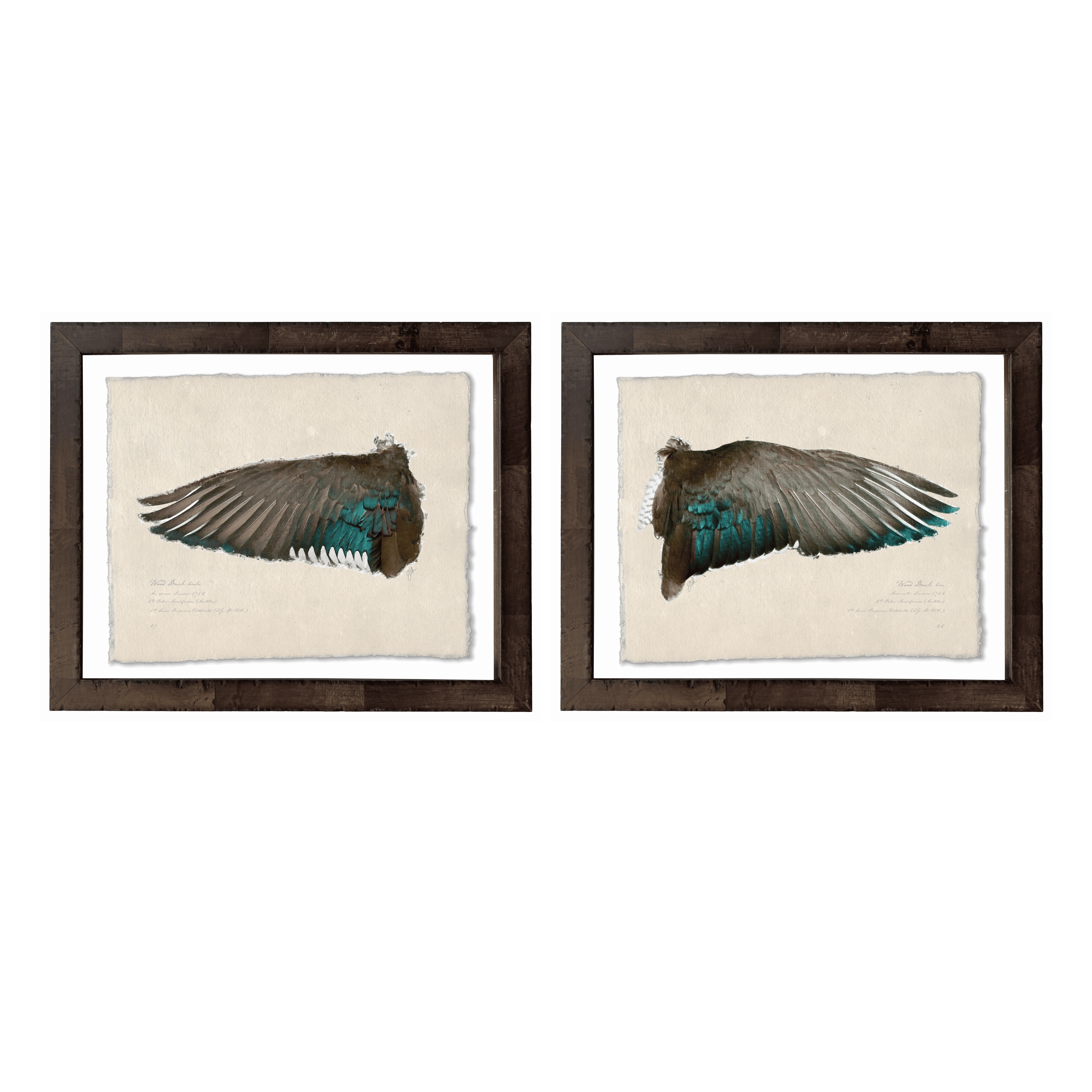 Duck Wings of the Mississippi Flyway - Set of 2: Wood Ducks Male + Female