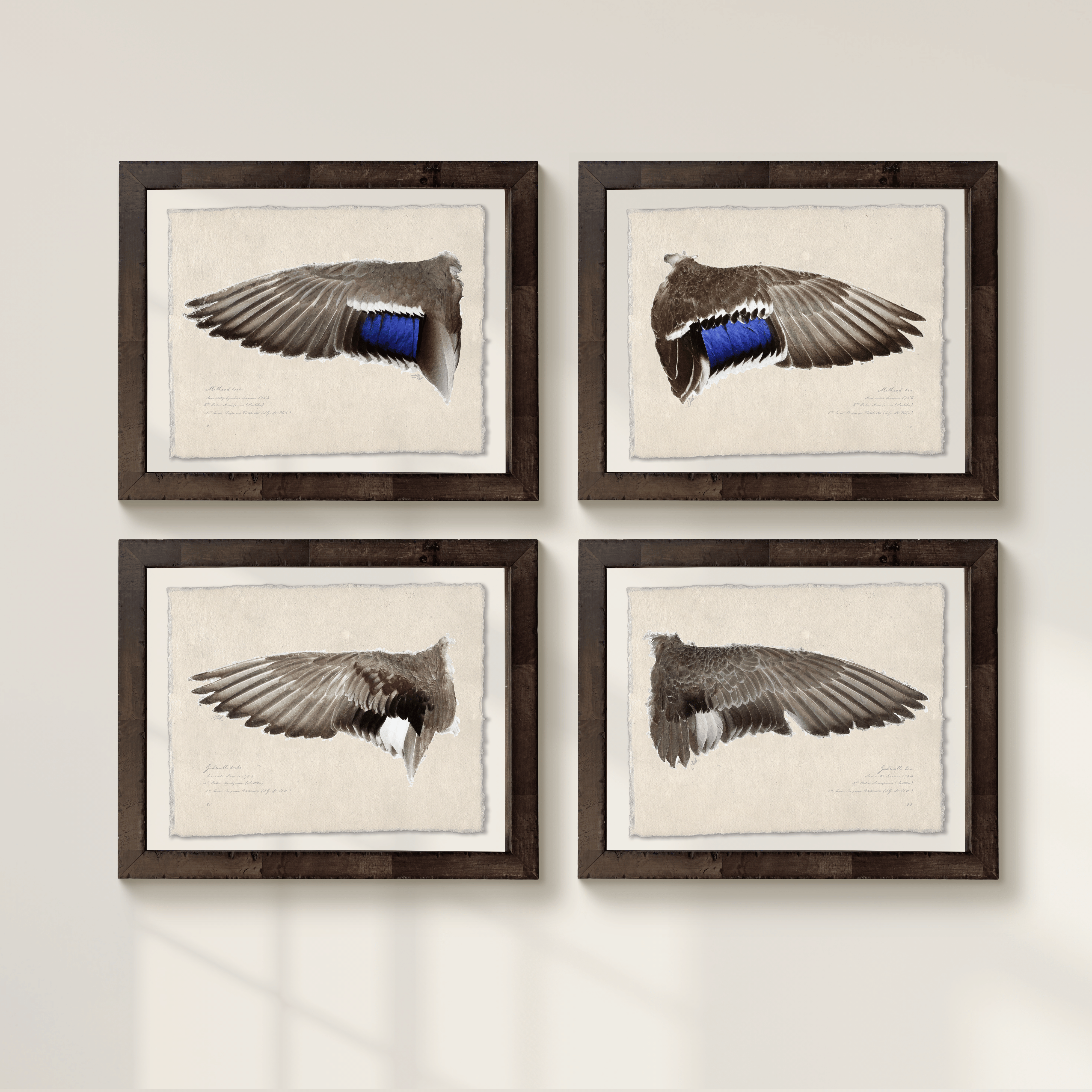 Duck Wings of the Mississippi Flyway - Set of 4